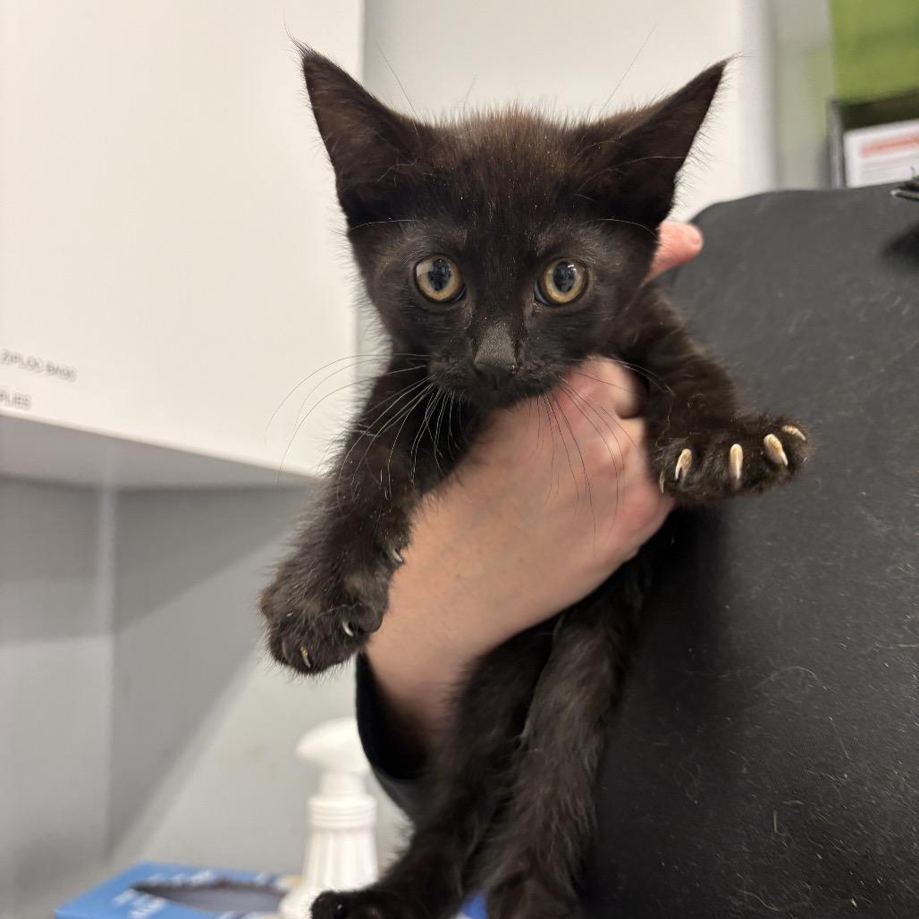 Jasper, a Adoptable Domestic Short Hair in Spokane, WA image 2/4