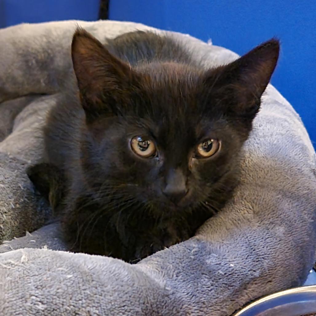 Jasper, a Adoptable Domestic Short Hair in Spokane, WA image 3/4