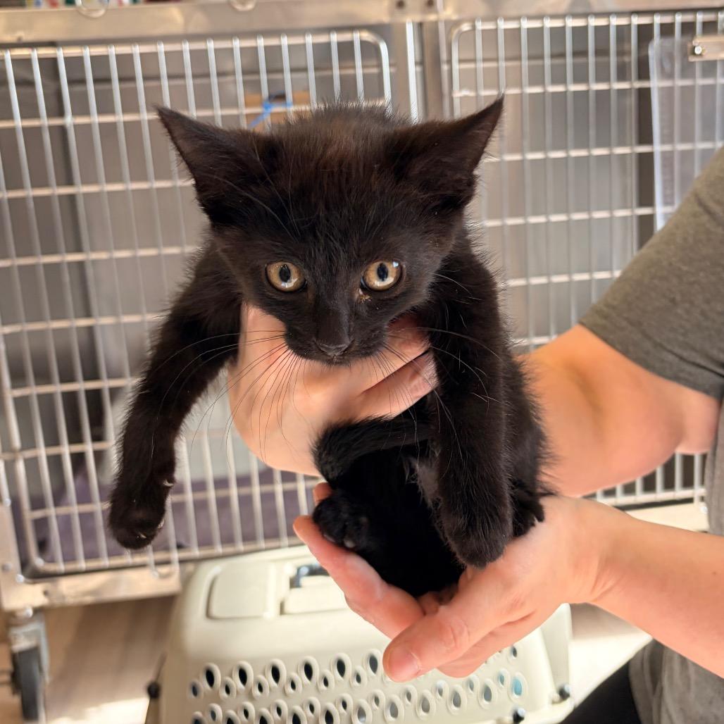 Jasper, a Adoptable Domestic Short Hair in Spokane, WA image 4/4