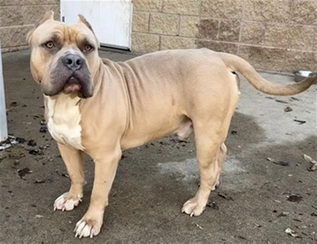 BUTTERSCOTCH, Adoptable, Adult Male Pit Bull Terrier.