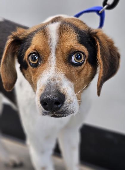 Professor Beags — thumbnail 2