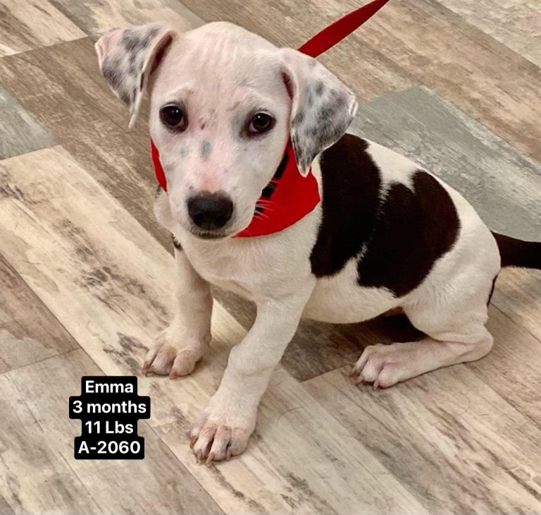 Enlarge Emma, a Adopted mixed breed in Winhall, VT image 1/2