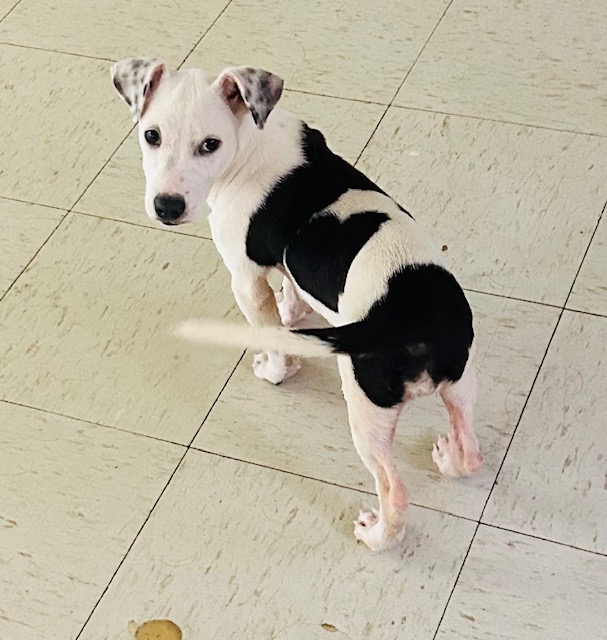 Enlarge Emma, a Adopted mixed breed in Winhall, VT image 2/2