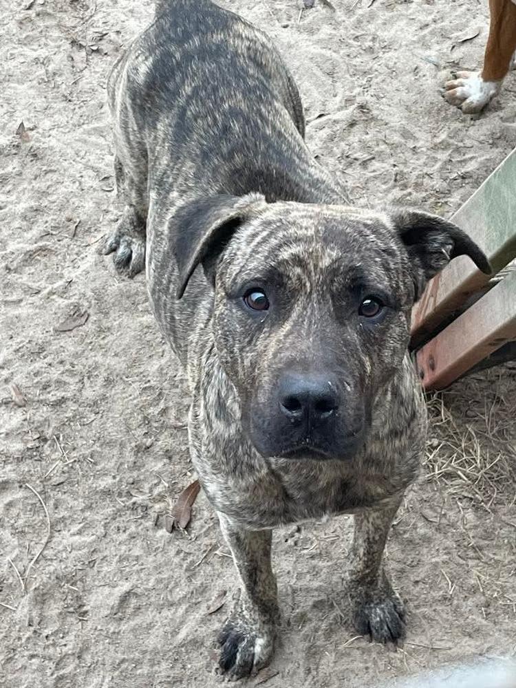 Enlarge Scrappy, a Adoptable mixed breed in Marianna, FL image 1/1