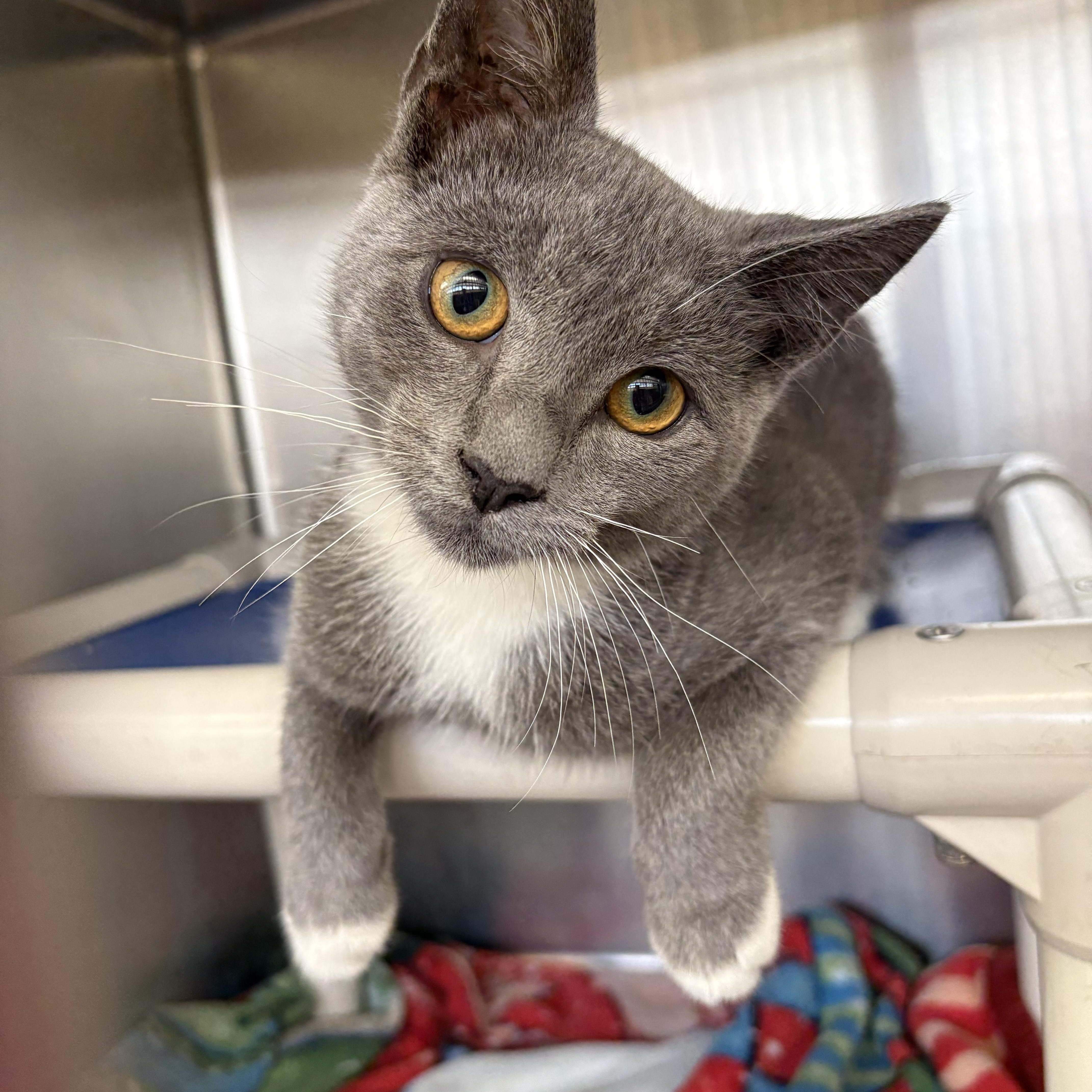 Chevy, ADOPTABLE, Kitten Male Domestic Short Hair.