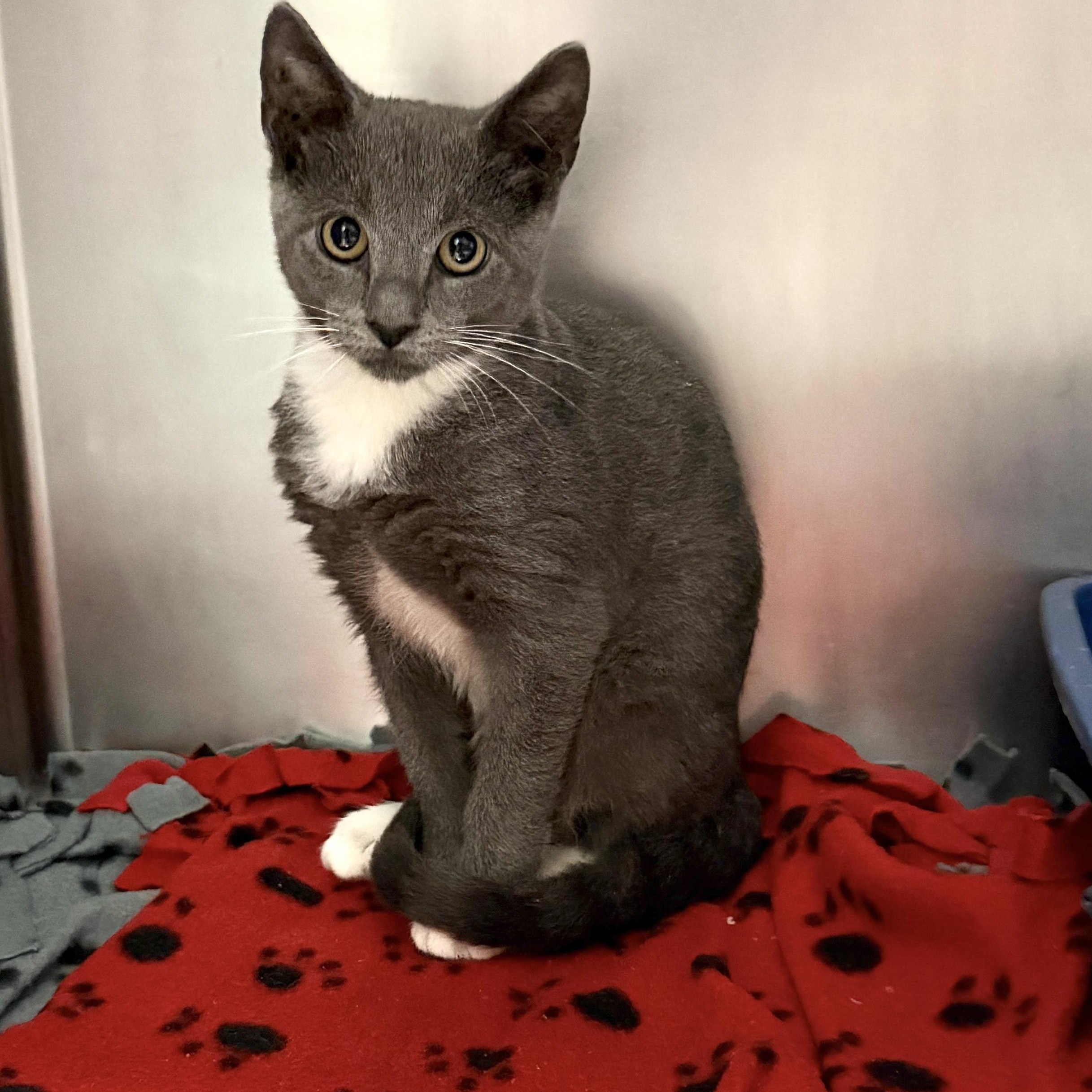 Enlarge Chevy, a ADOPTABLE Domestic Short Hair in Wantagh, NY image 2/2