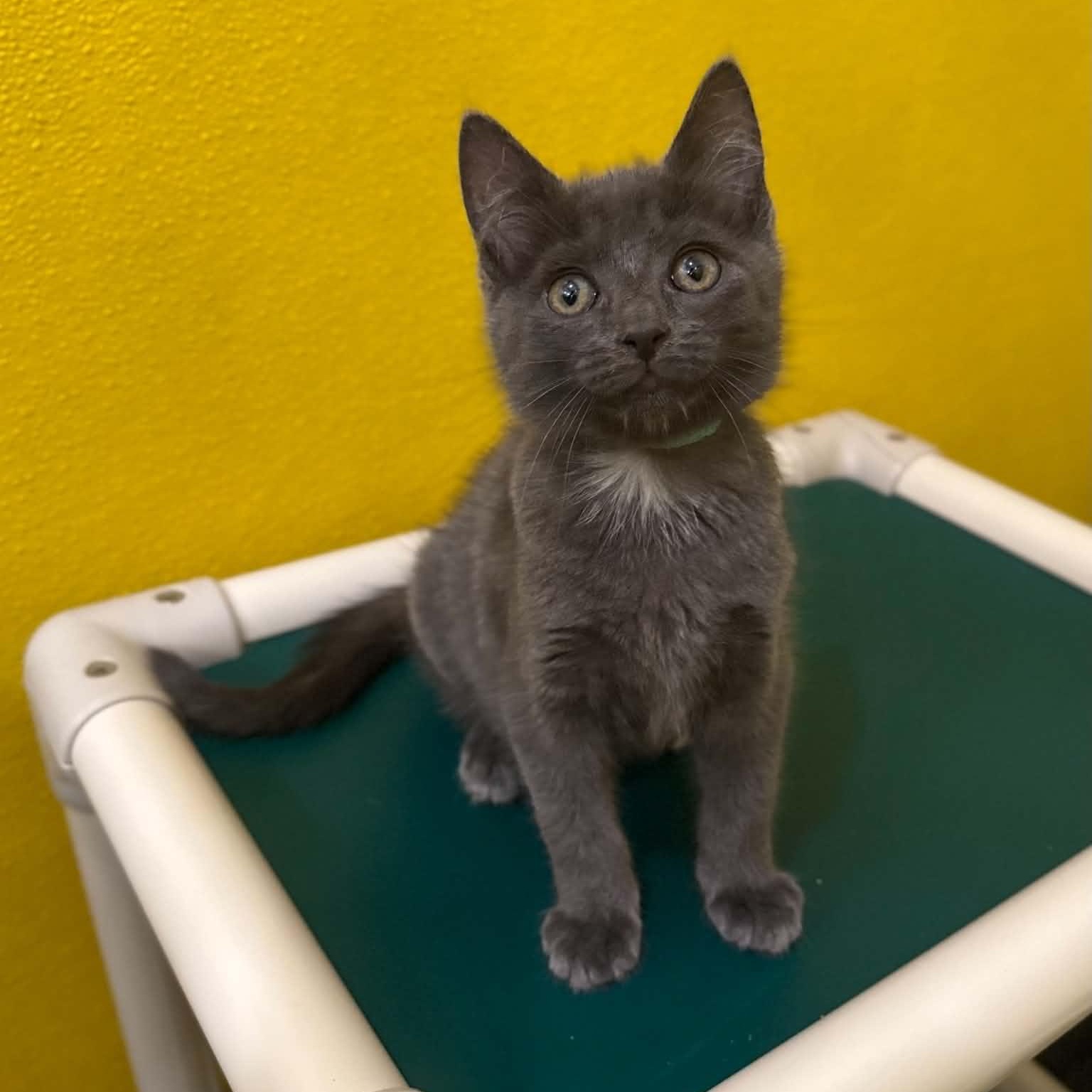 Hippo, ADOPTABLE, Kitten Male Domestic Short Hair.
