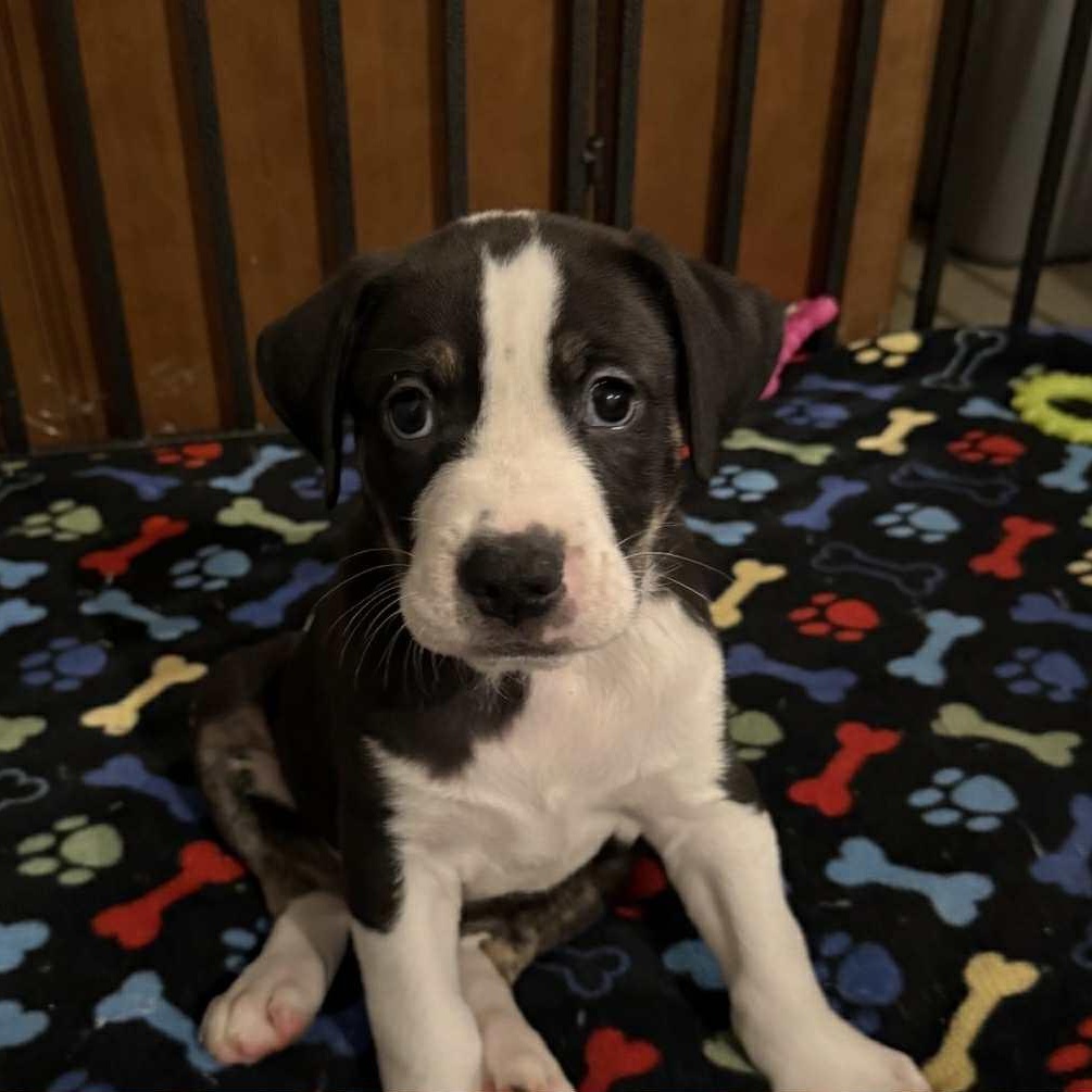 Sequoia, adopted, Young Male Mixed Breed.