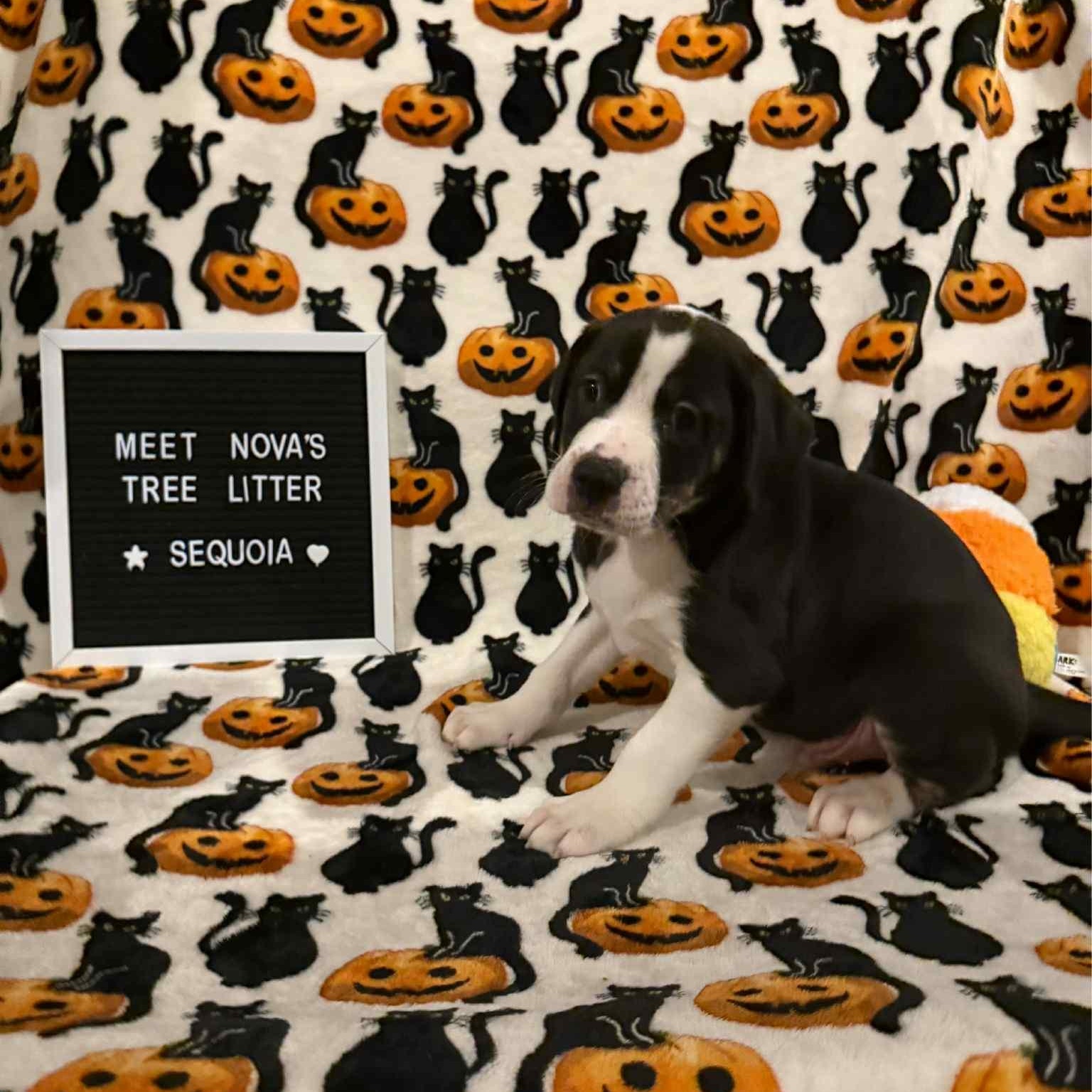 Enlarge Sequoia, an adopted Mixed Breed in Harrington, DE image 2/4