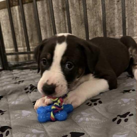 Enlarge Sequoia, an adopted Mixed Breed in Harrington, DE image 3/4