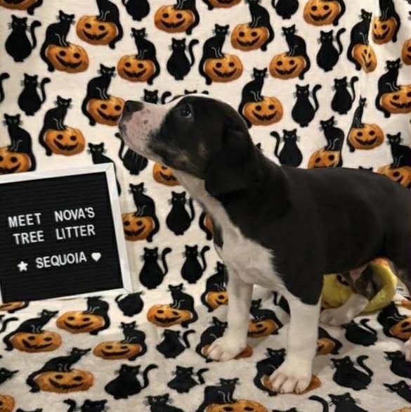 Sequoia, adopted, Young Male Mixed Breed.