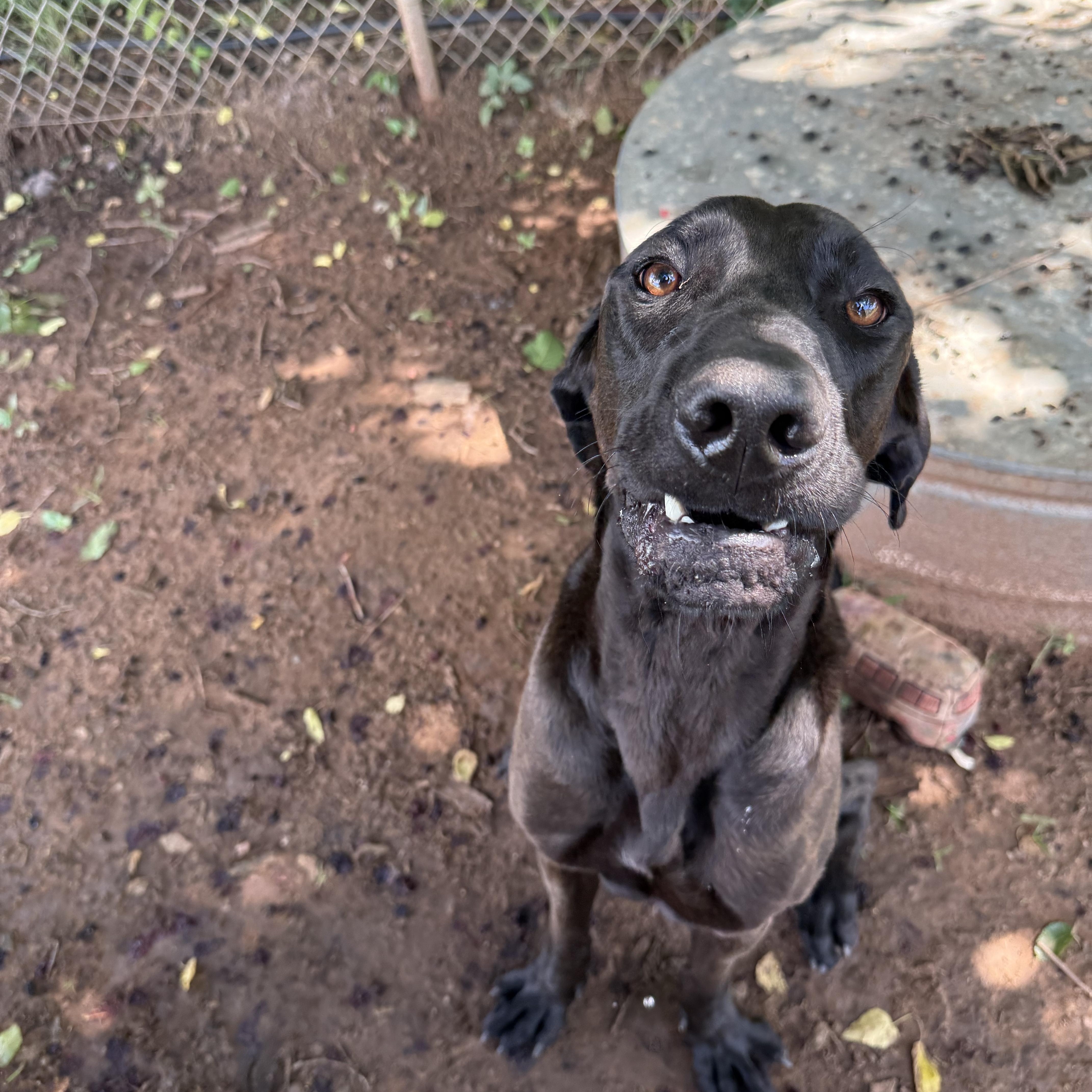 Enlarge Lancelot, a Adoptable mixed breed in Guthrie, OK image 5/6
