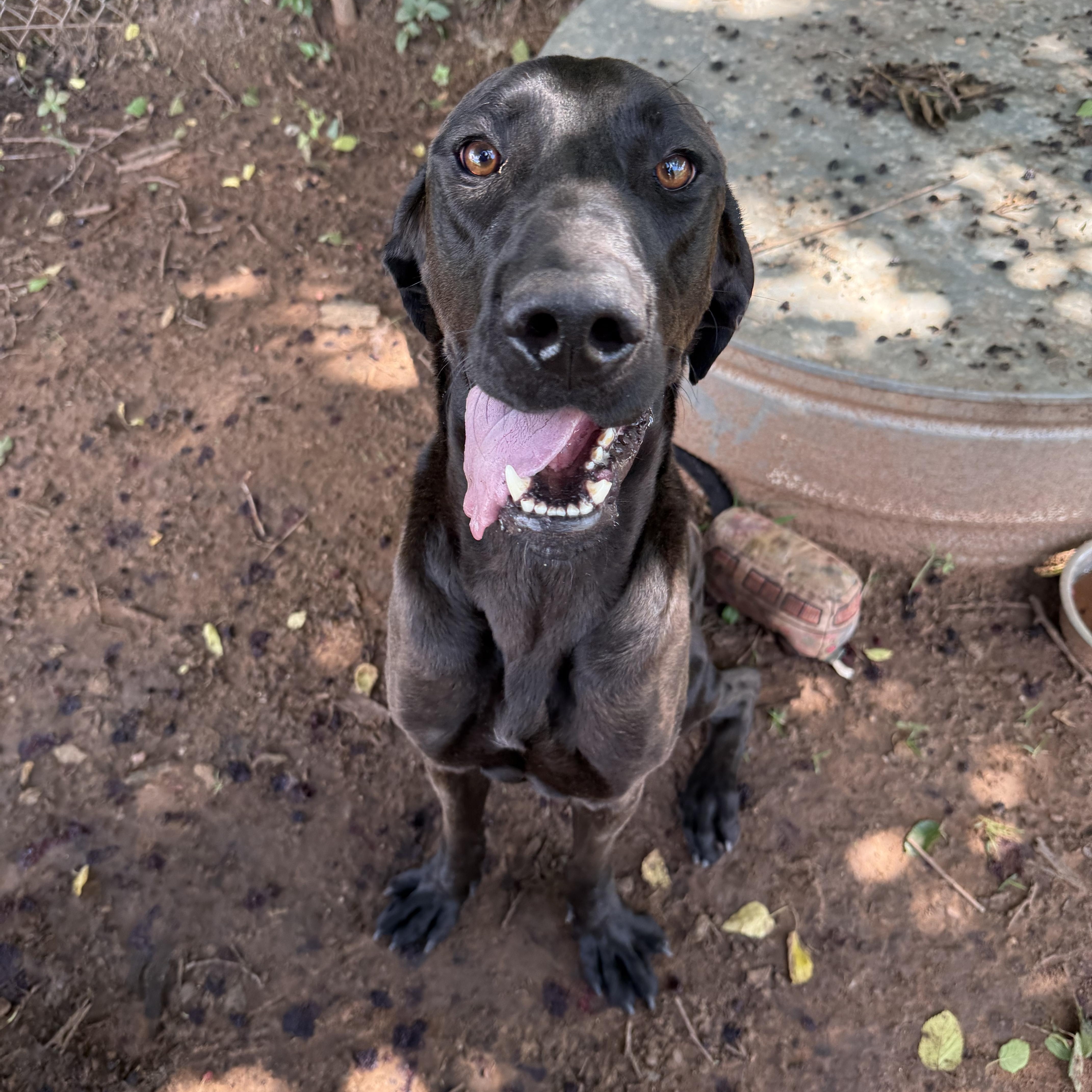 Enlarge Lancelot, a Adoptable mixed breed in Guthrie, OK image 4/6