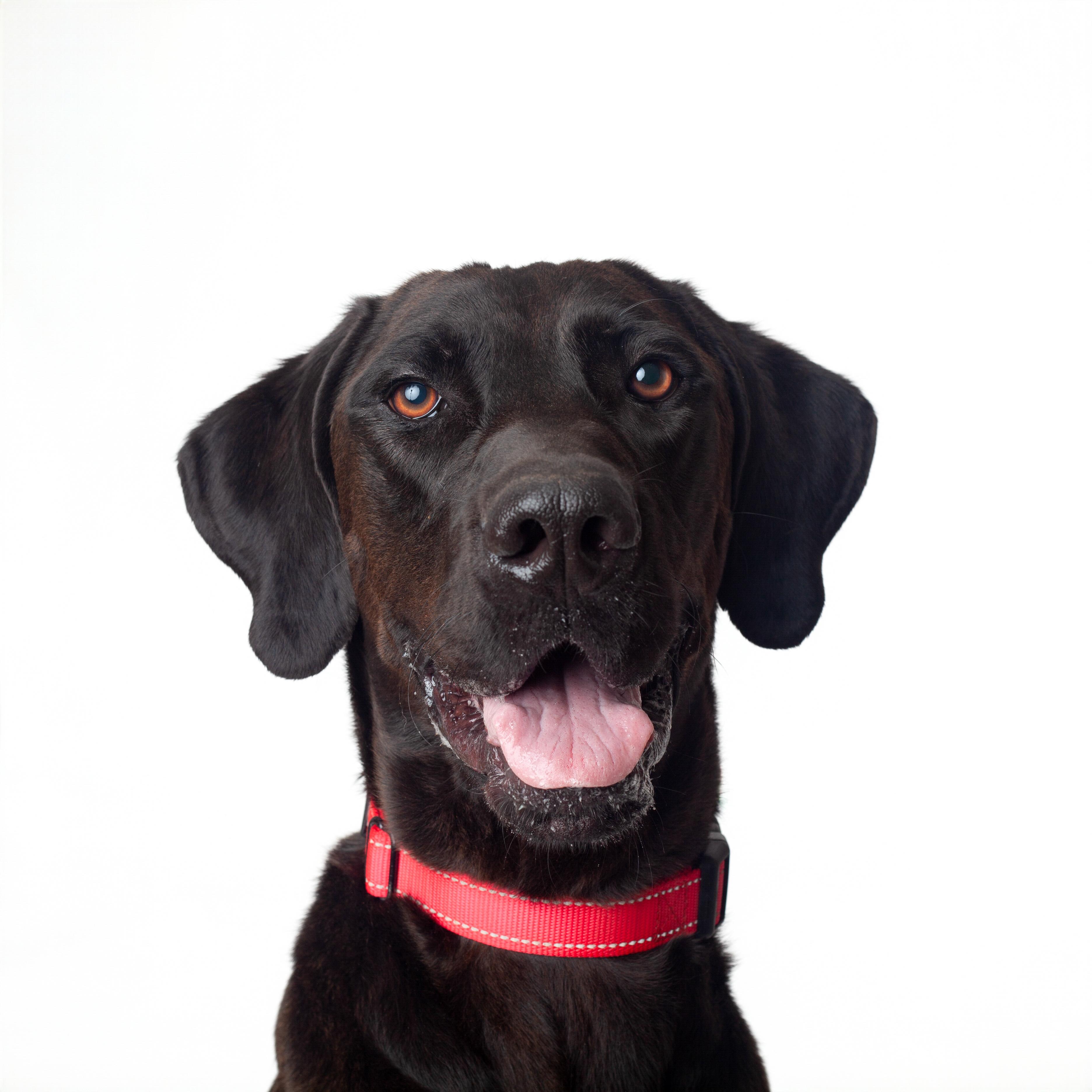 Enlarge Lancelot, a Adoptable mixed breed in Guthrie, OK image 1/6