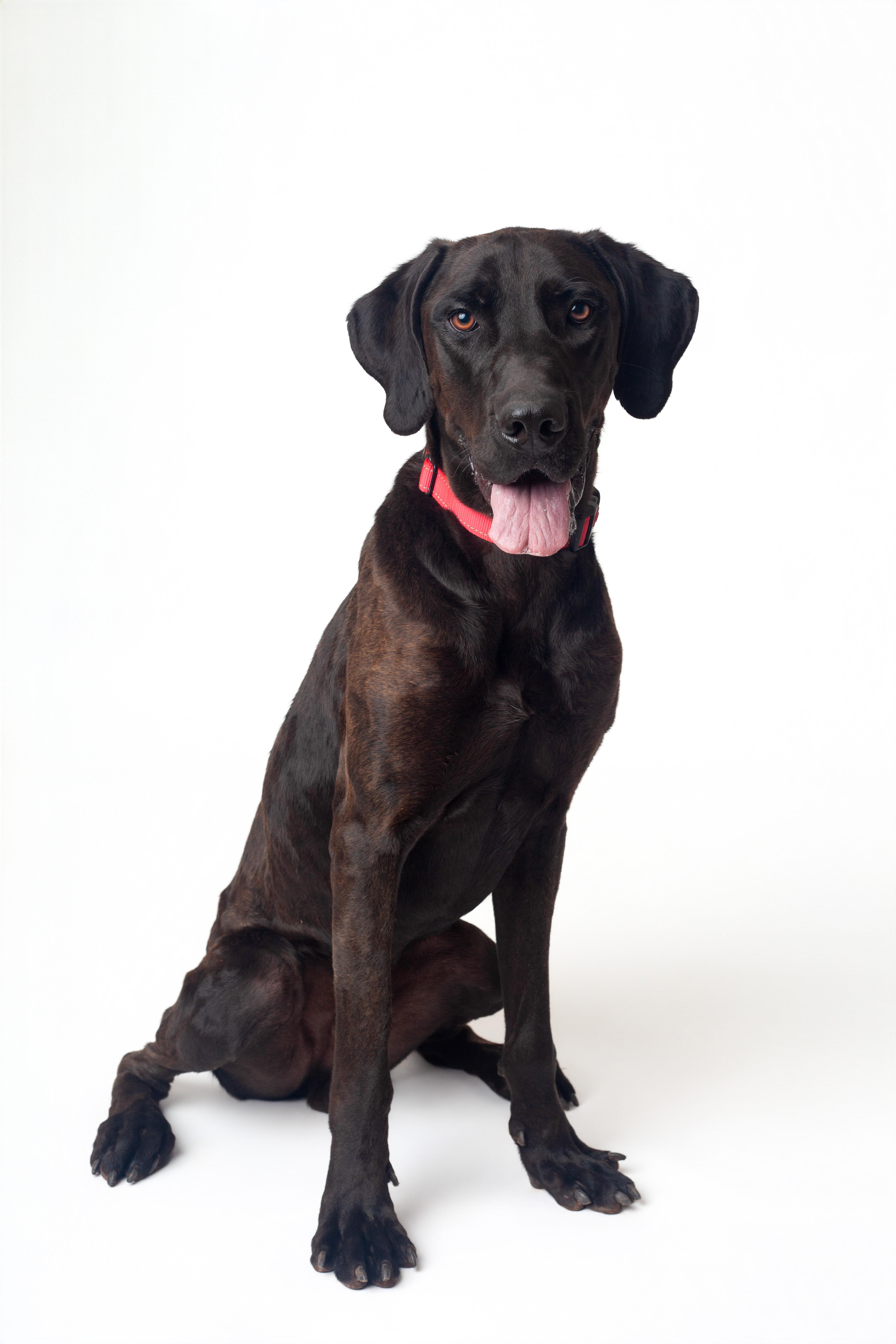 Enlarge Lancelot, a Adoptable mixed breed in Guthrie, OK image 2/6