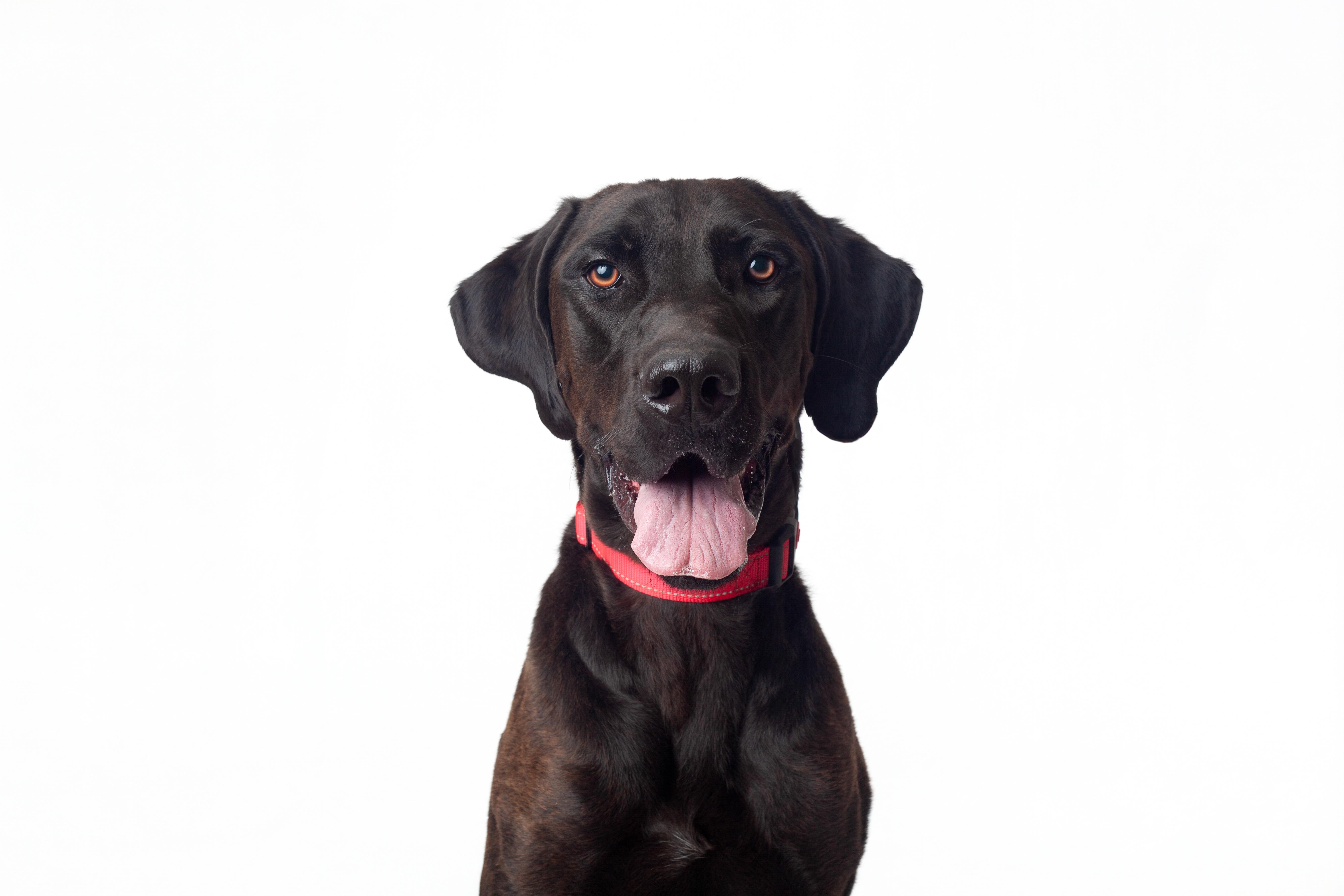 Enlarge Lancelot, a Adoptable mixed breed in Guthrie, OK image 3/6
