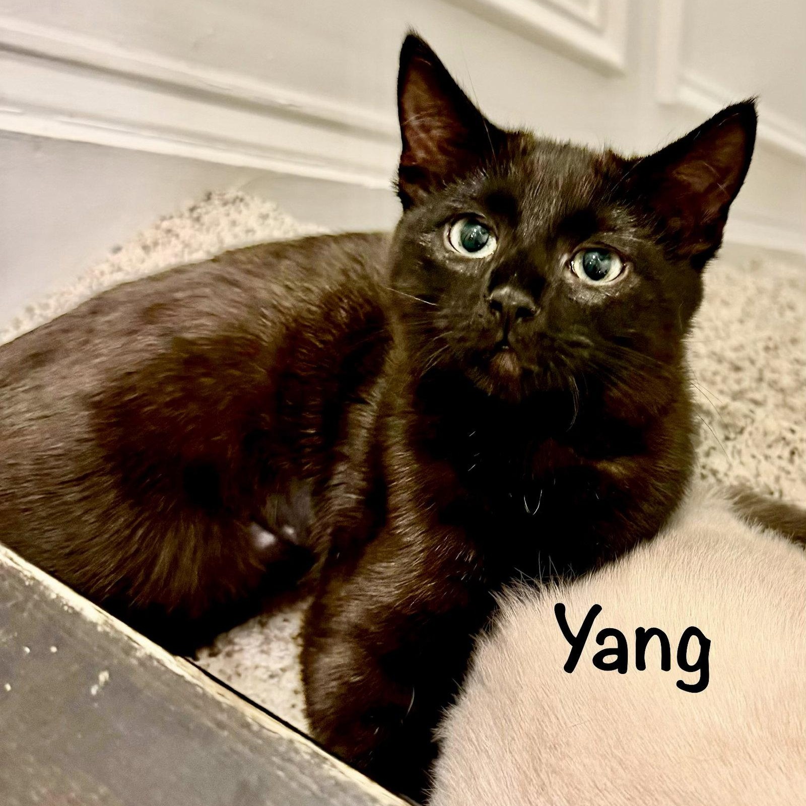 Yang, Adoptable, Kitten Male Domestic Short Hair.