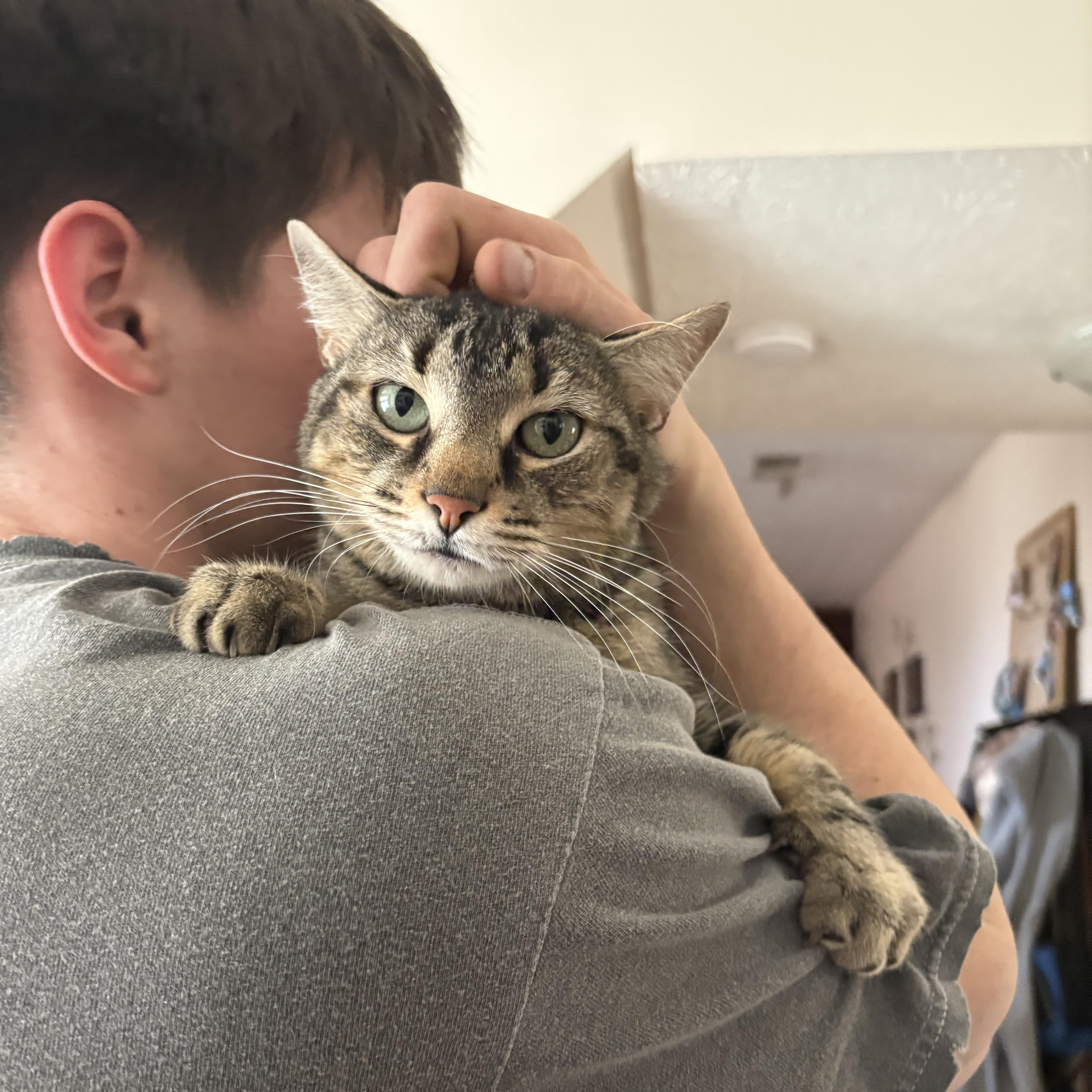 Enlarge Thor, an adoptable Domestic Short Hair in Chesapeake Beach, MD image 6/6