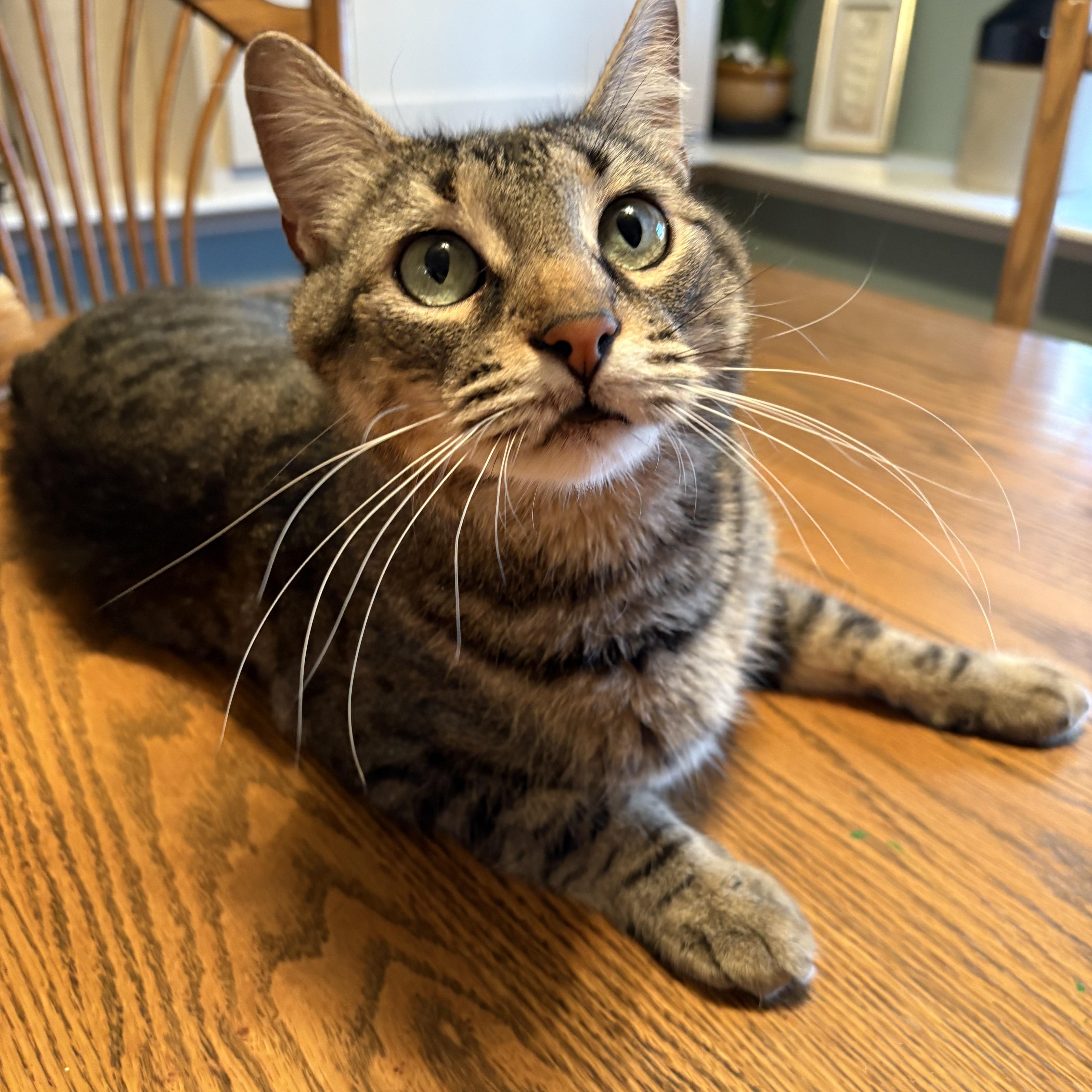 Enlarge Thor, an adoptable Domestic Short Hair in Chesapeake Beach, MD image 1/6
