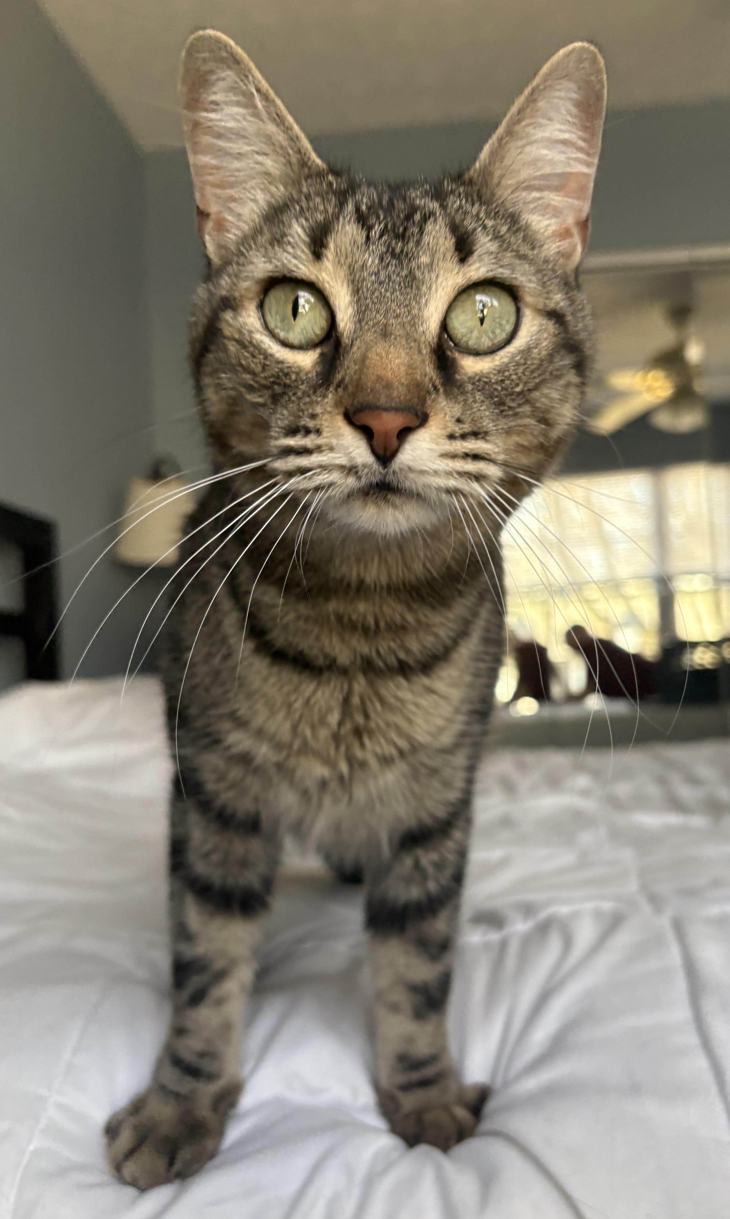 Enlarge Thor, an adoptable Domestic Short Hair in Chesapeake Beach, MD image 2/6