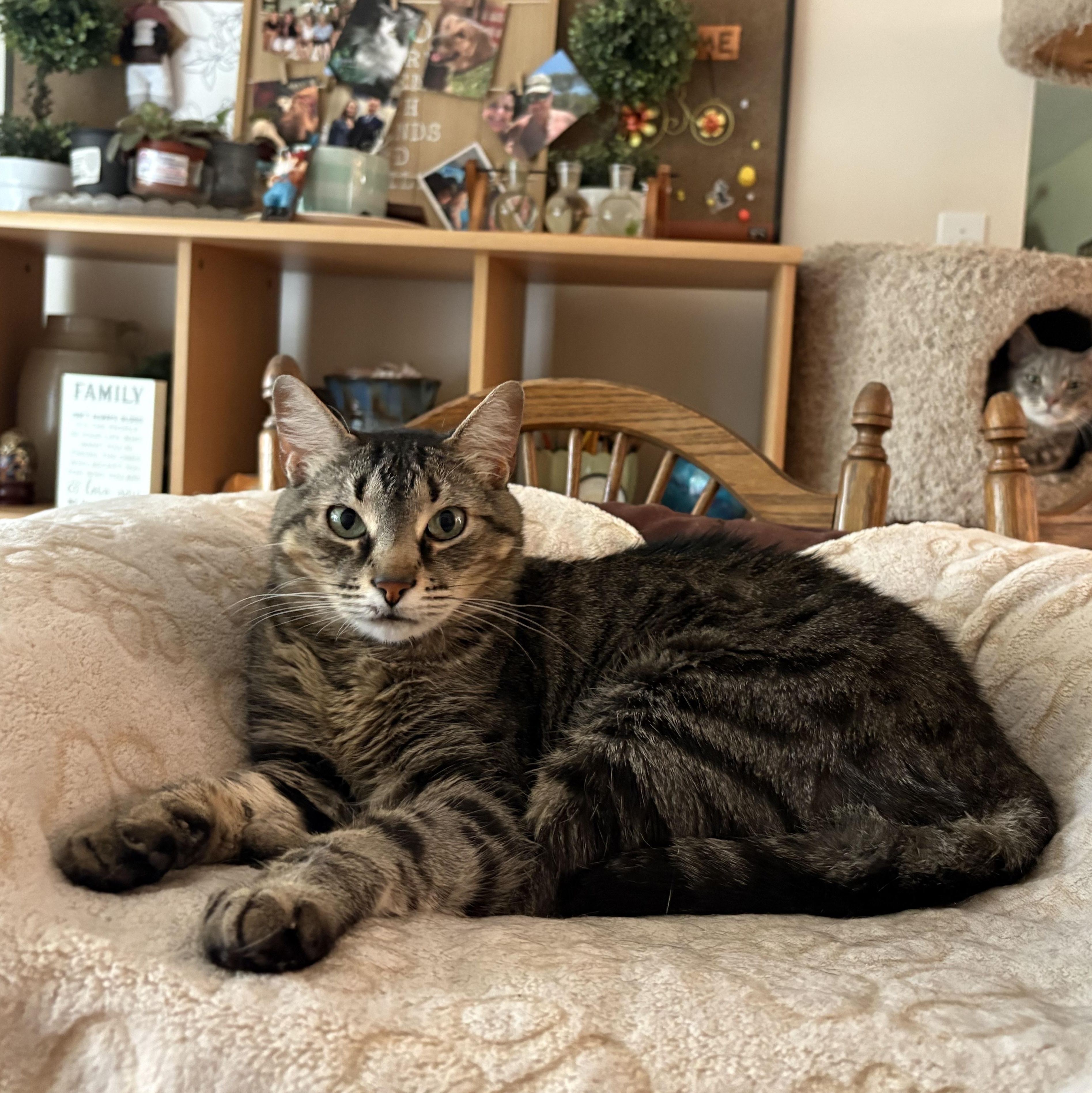 Enlarge Thor, an adoptable Domestic Short Hair in Chesapeake Beach, MD image 3/6
