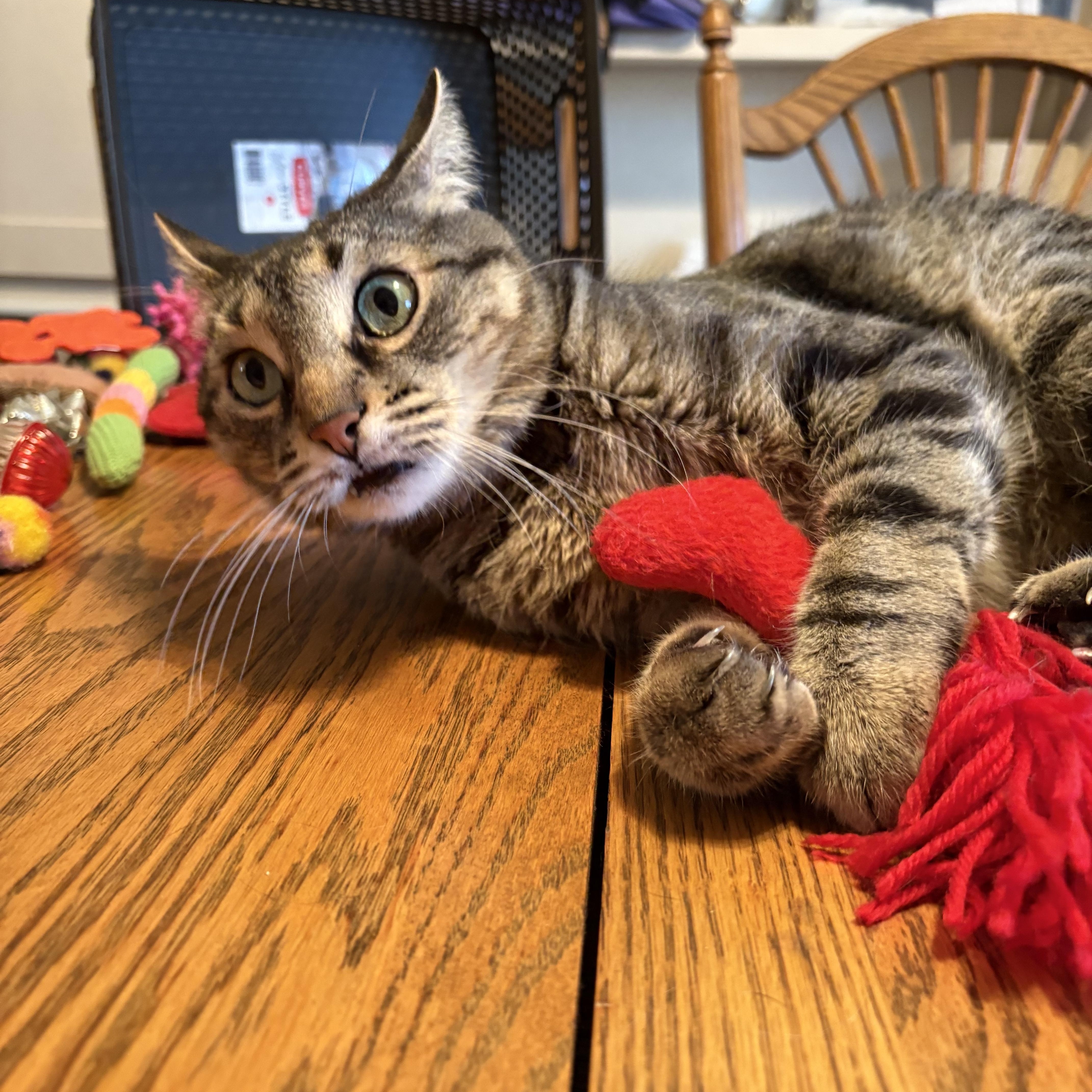 Enlarge Thor, an adoptable Domestic Short Hair in Chesapeake Beach, MD image 5/6