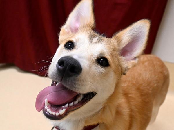 Enlarge Taylor, a Adoptable mixed breed in Portland, OR image 1/1