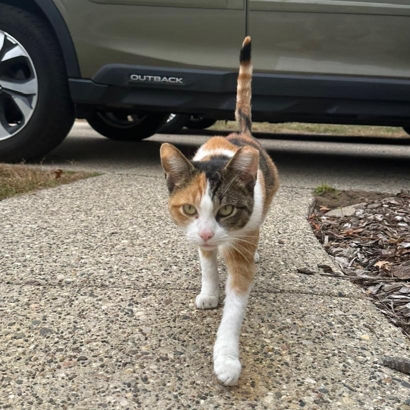 Betty, Adoptable, Adult Female Domestic Short Hair.