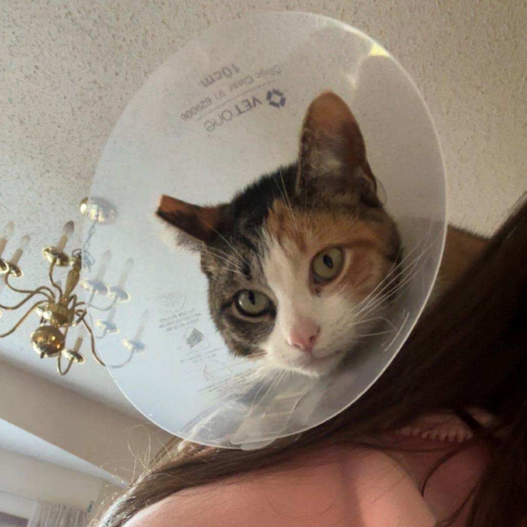 Betty, a Adoptable Domestic Short Hair in West Olive, MI image 2/6