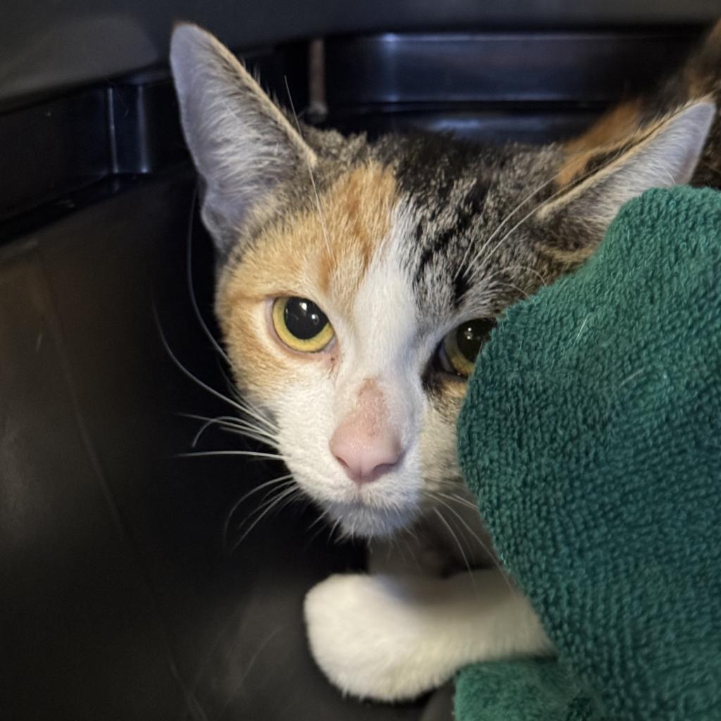 Betty, a Adoptable Domestic Short Hair in West Olive, MI image 3/6