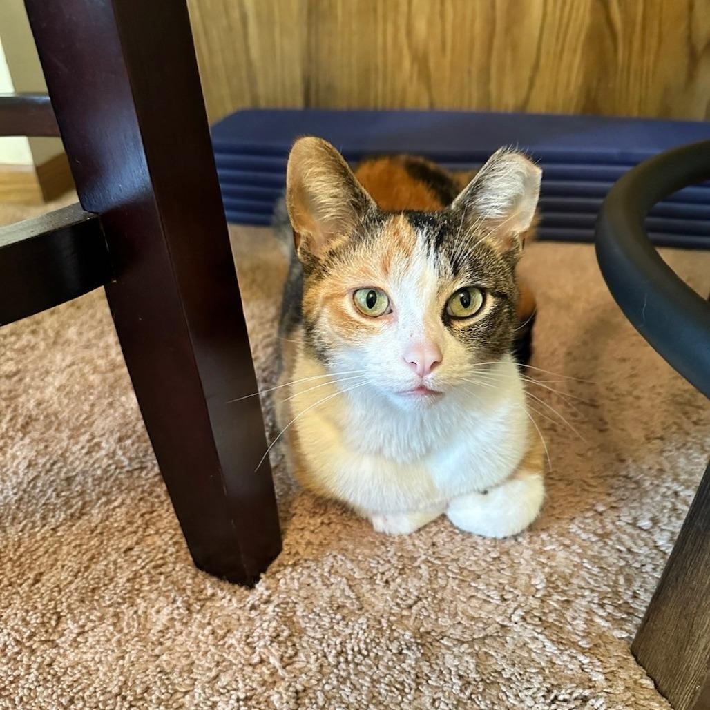 Betty, a Adoptable Domestic Short Hair in West Olive, MI image 4/6