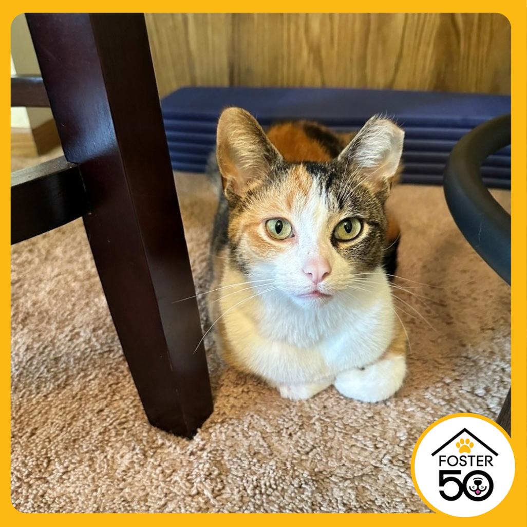 Betty, a Adoptable Domestic Short Hair in West Olive, MI image 5/6