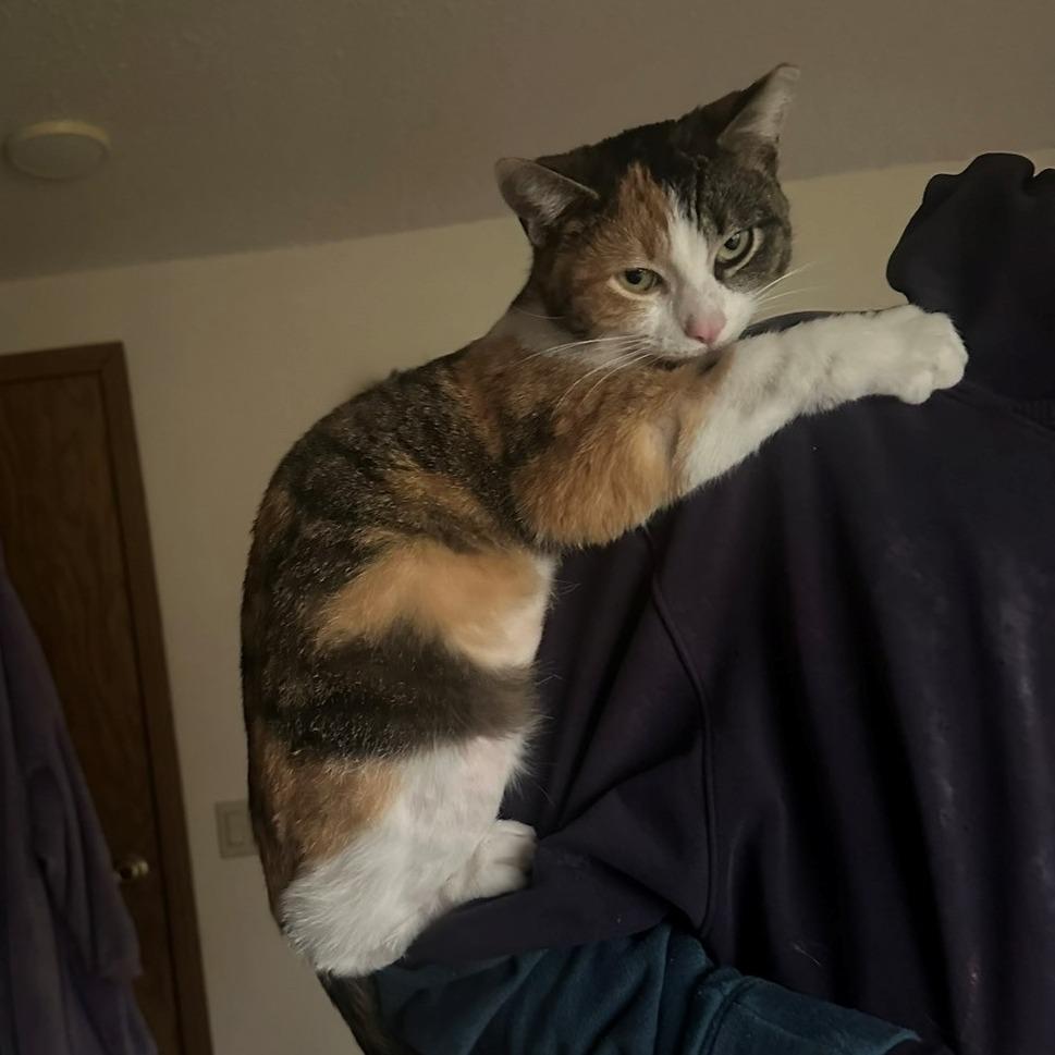 Betty, a Adoptable Domestic Short Hair in West Olive, MI image 6/6
