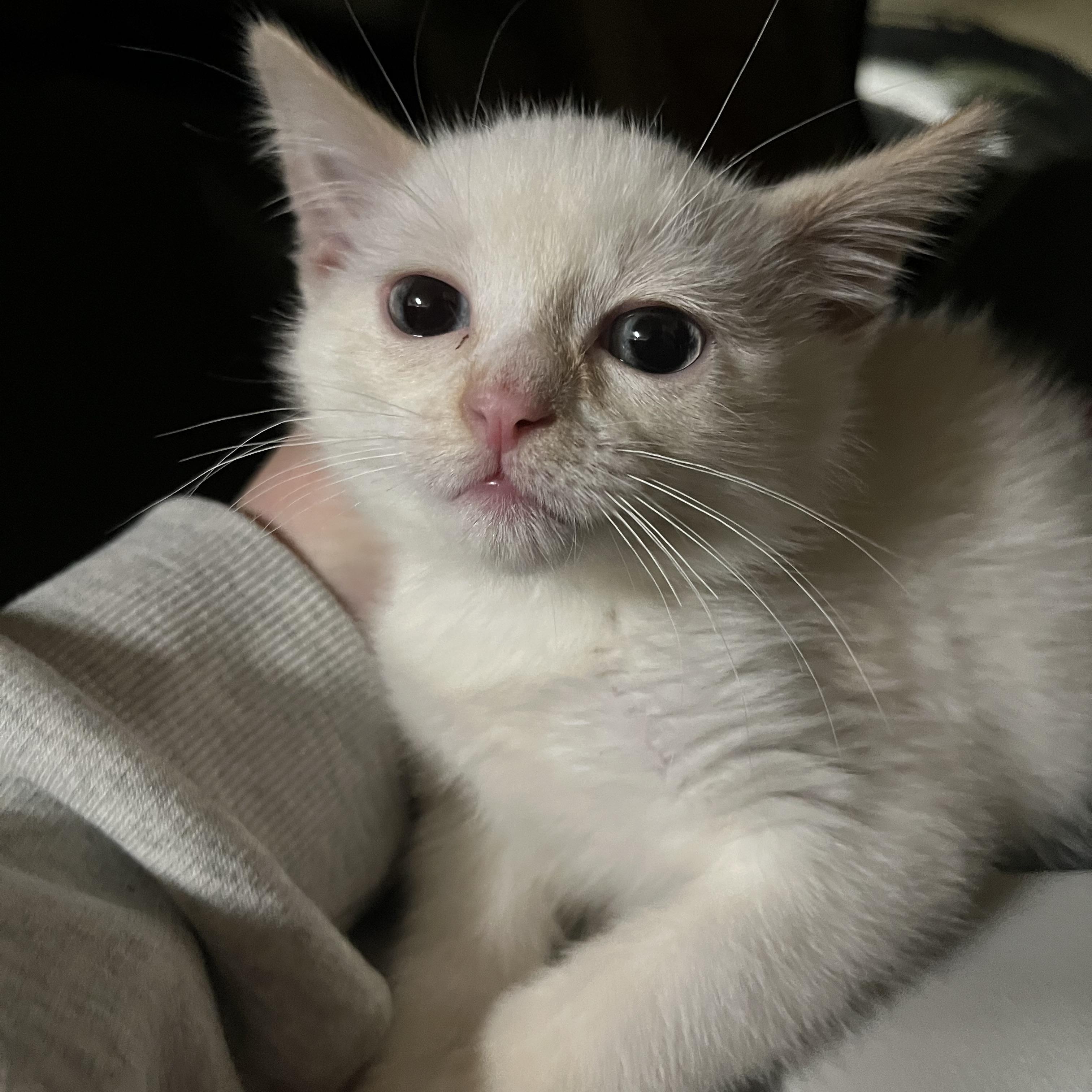 Mystery — thumbnail 3