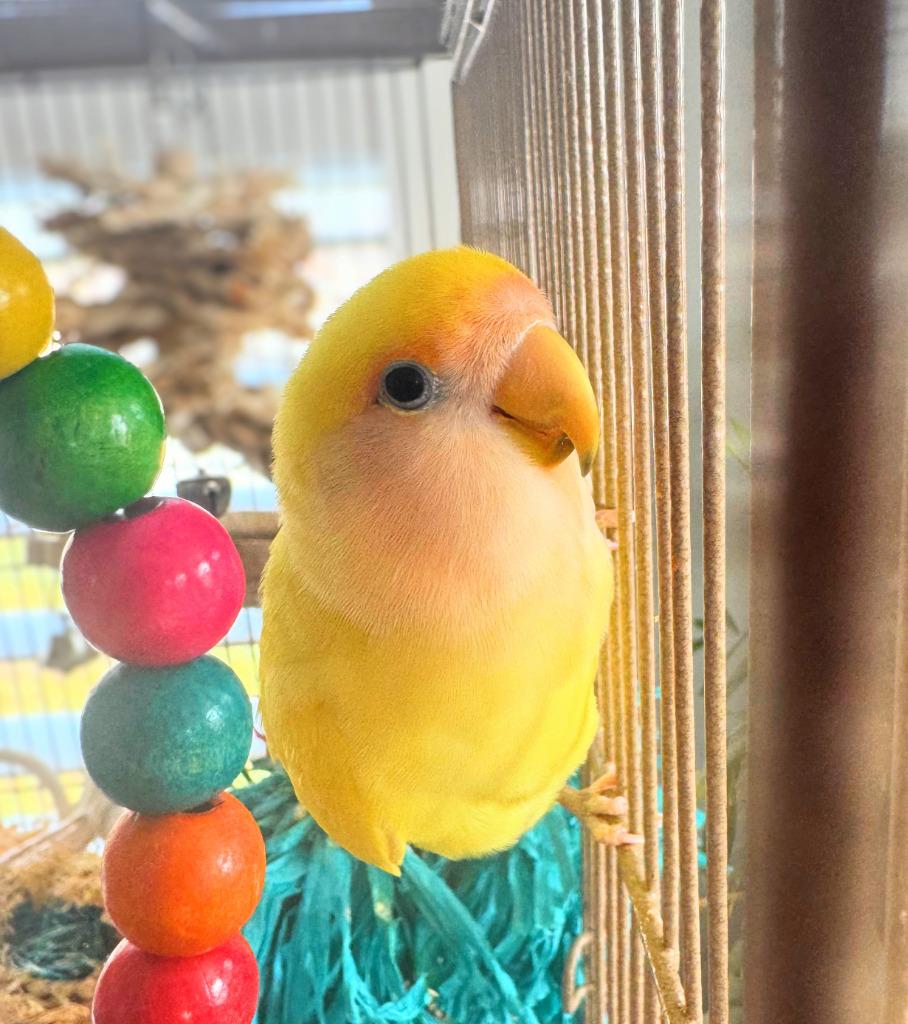 Enlarge Lesedi, a Adoptable Lovebird in Ballwin, MO image 2/6