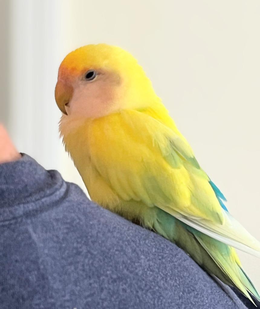 Lesedi, Adoptable, Young Male Lovebird.
