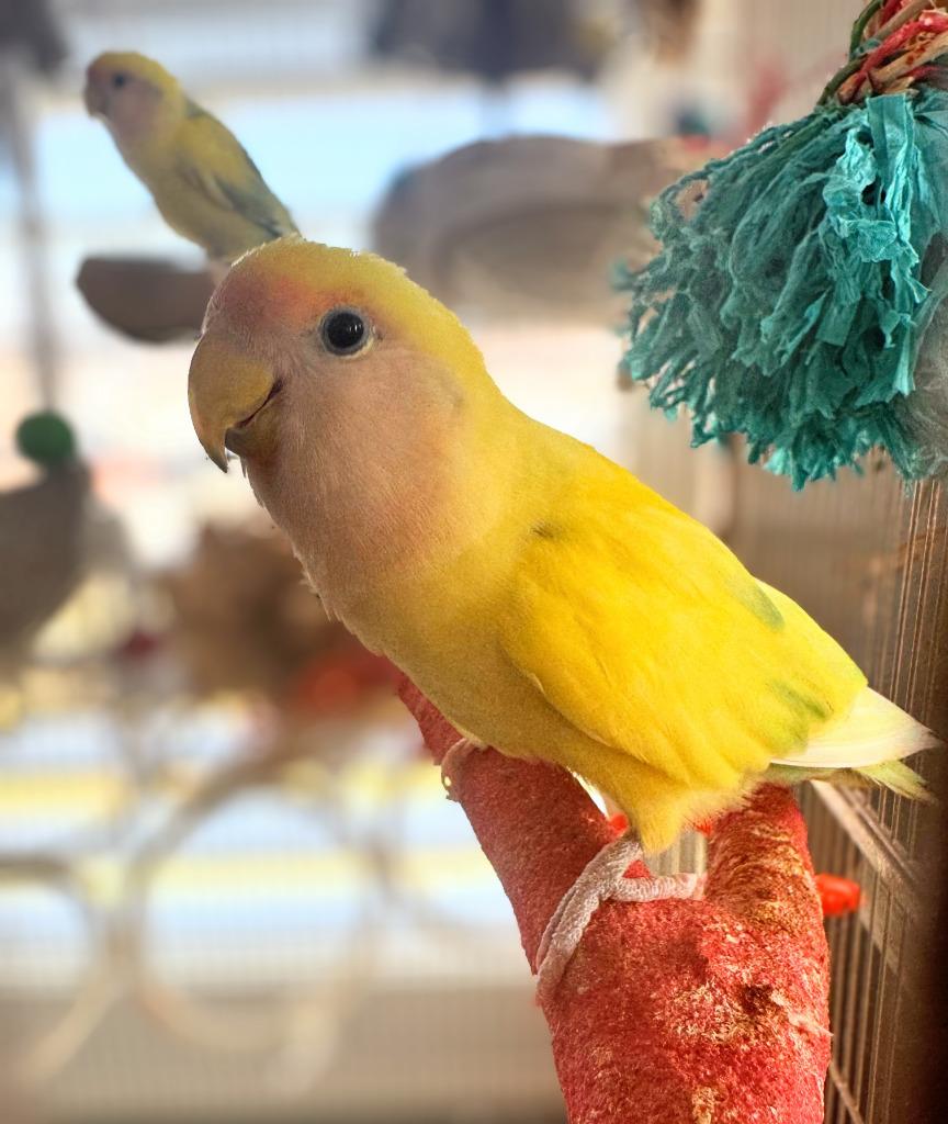 Enlarge Lesedi, a Adoptable Lovebird in Ballwin, MO image 6/6