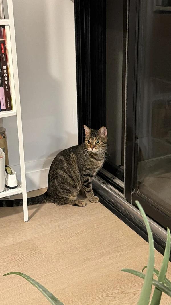 Automobile, Adoptable, Adult Female Domestic Short Hair.