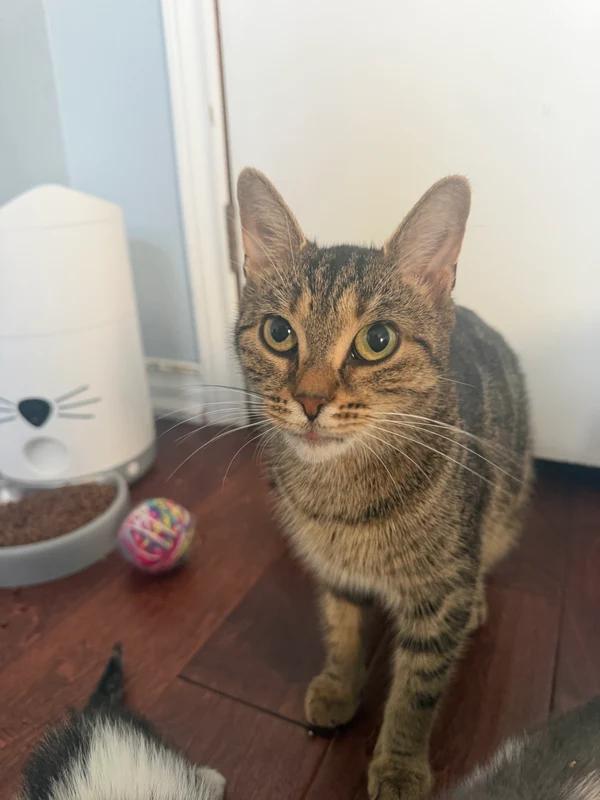 Enlarge Automobile, a Adoptable Domestic Short Hair in Hamilton, ON image 3/3