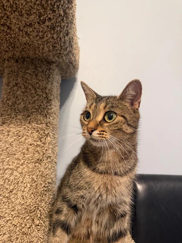 Enlarge Automobile, a Adoptable Domestic Short Hair in Hamilton, ON image 2/3