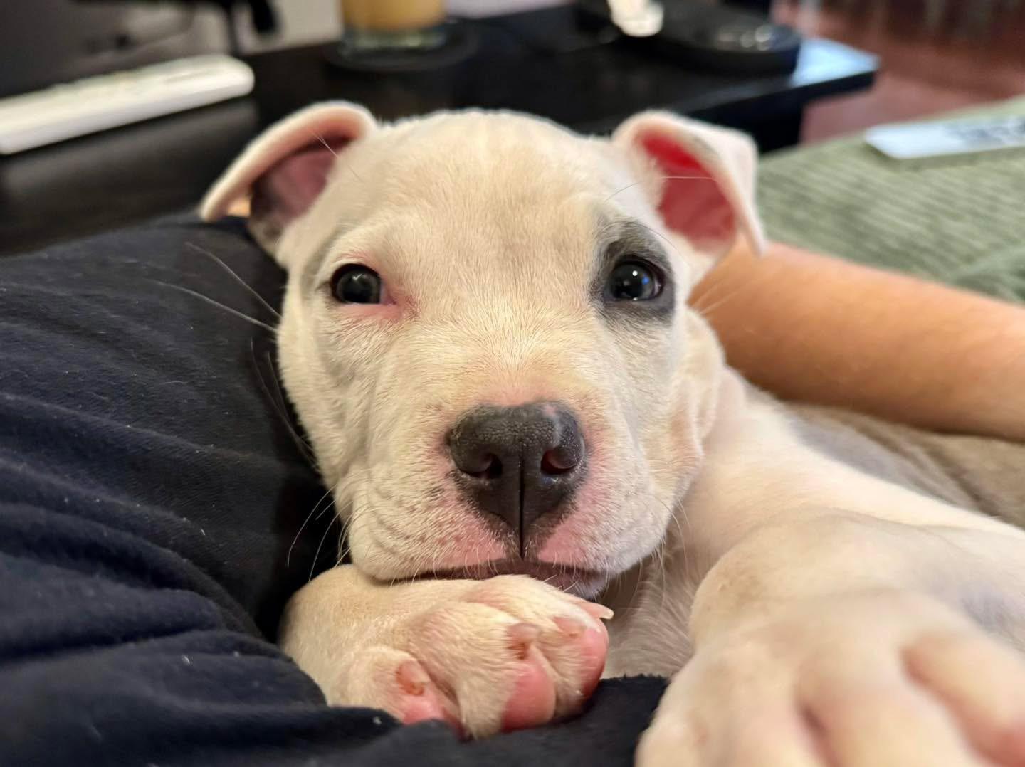 Esme, adopted, Puppy Female Pit Bull Terrier.