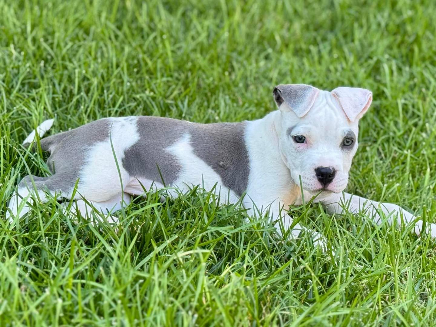 Esme, an adopted mixed breed in Mount Juliet, TN image 3/3