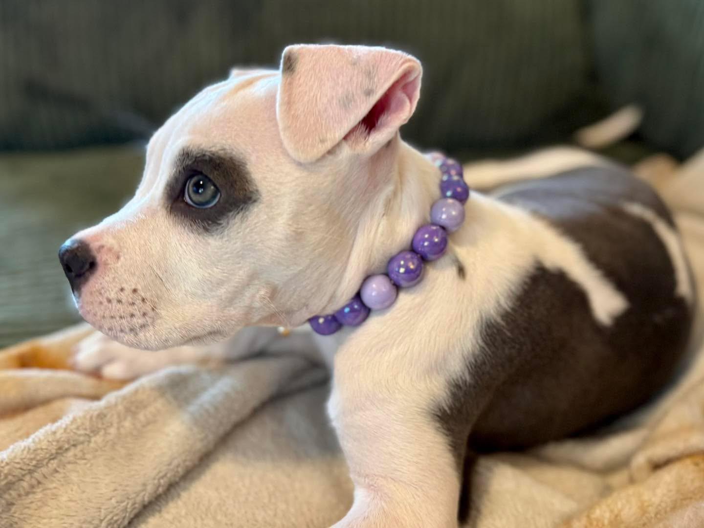 Esme, an adopted mixed breed in Mount Juliet, TN image 2/3