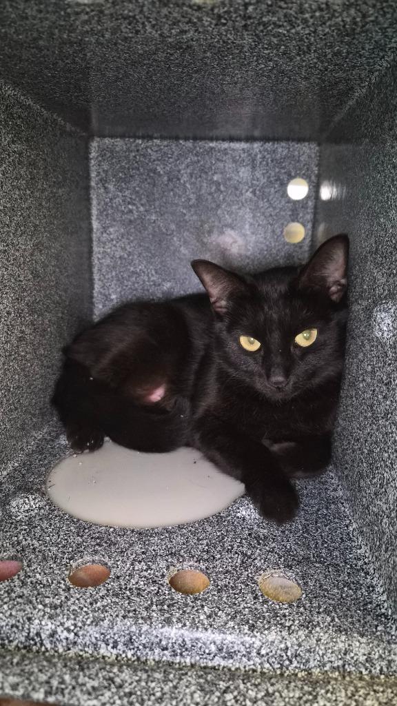 Enlarge Boozer, a Adoptable mixed breed in Athens, TN image 1/1