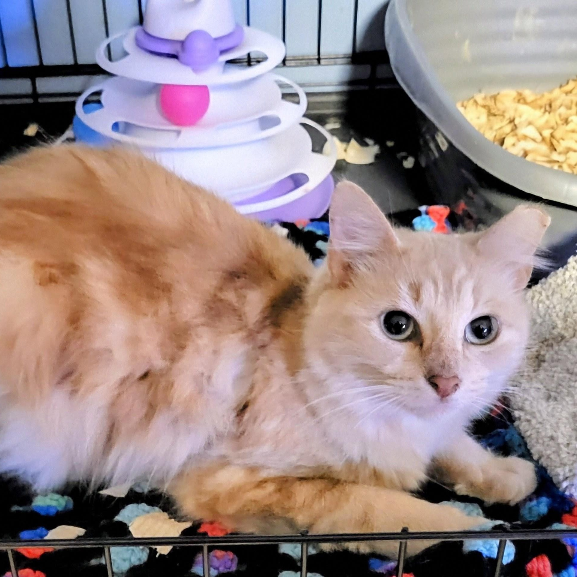 Enlarge Butterscotch, an adopted Domestic Long Hair in New Port Richey, FL image 1/2
