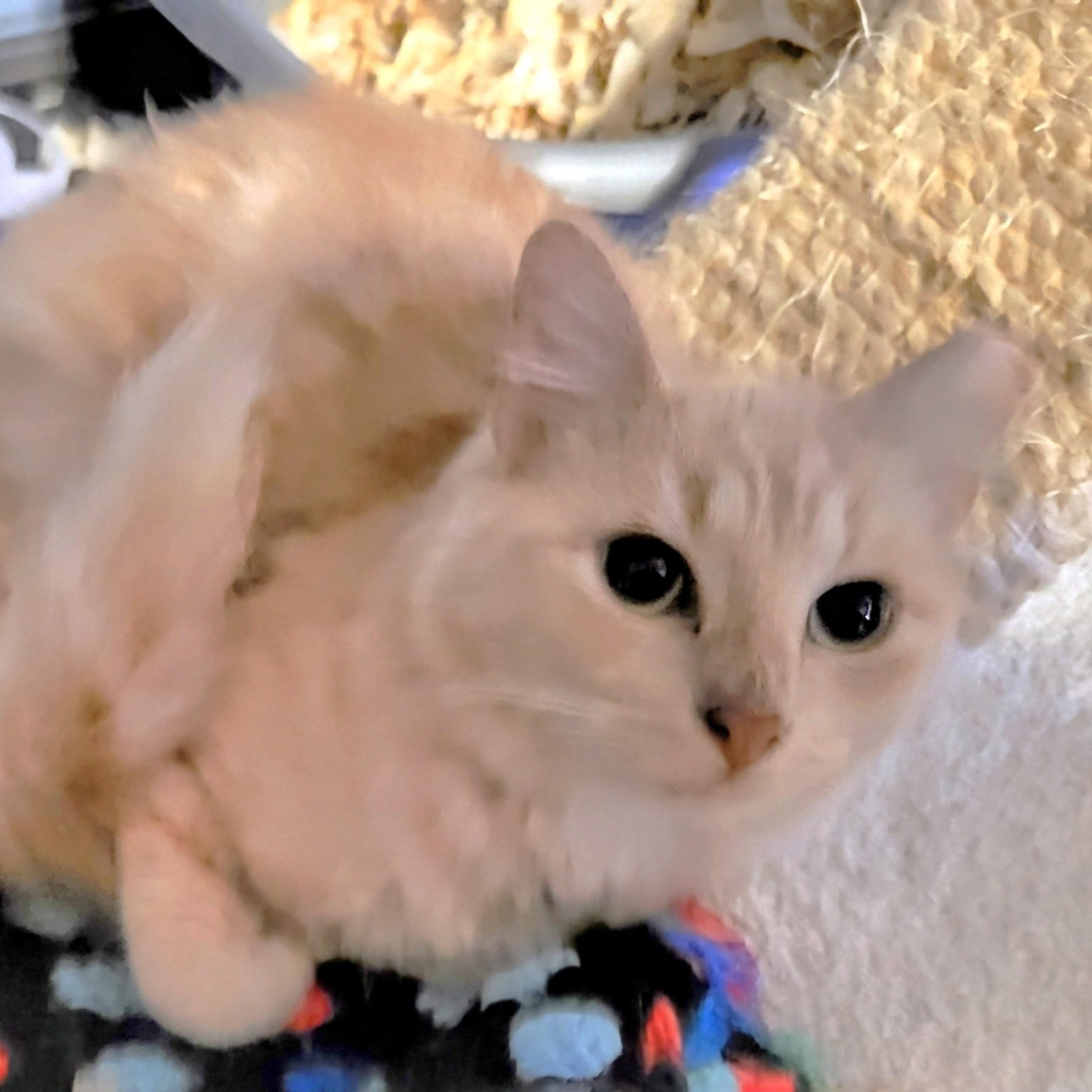 Enlarge Butterscotch, an adopted Domestic Long Hair in New Port Richey, FL image 2/2