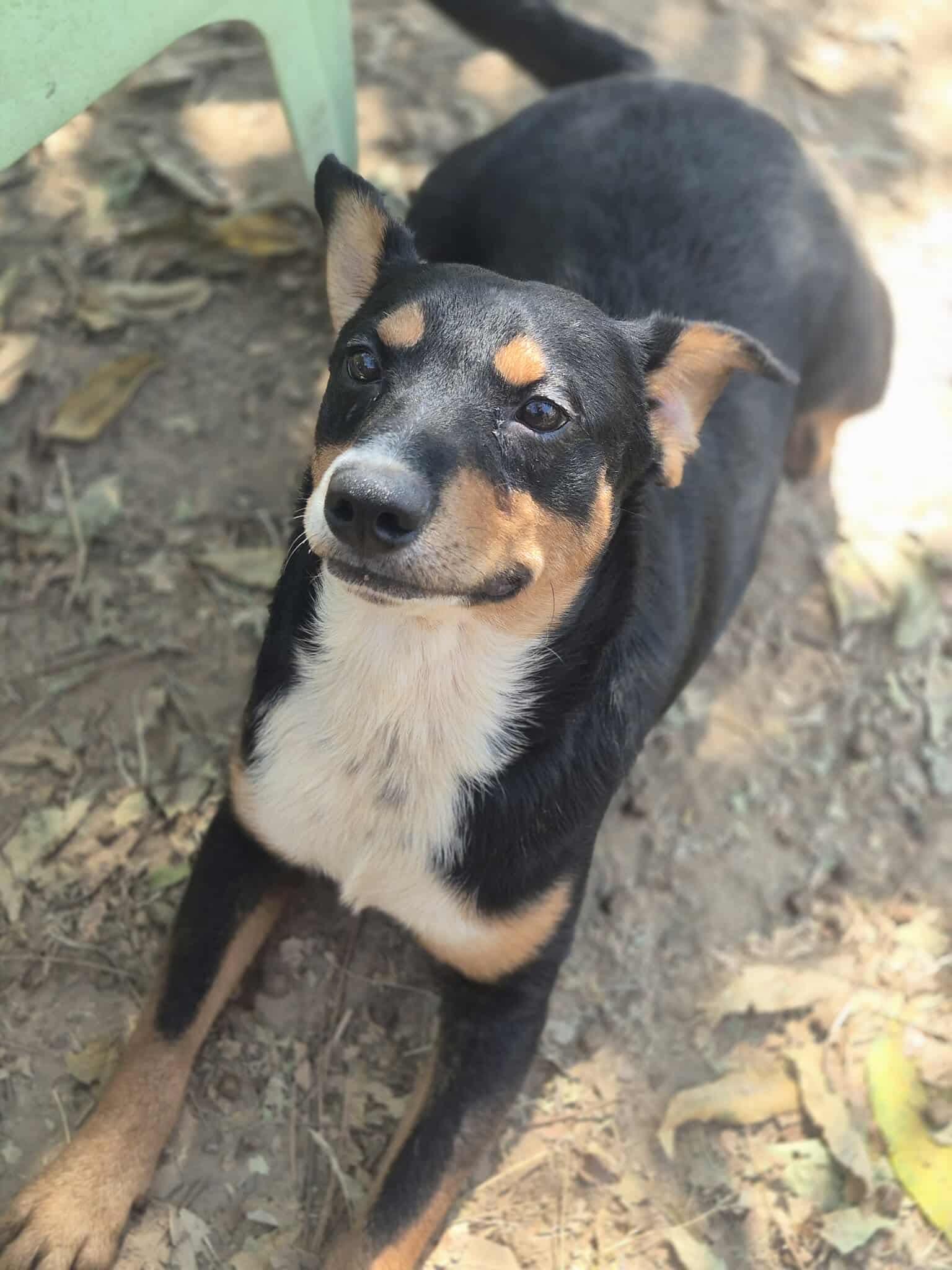 Riley, a Adoptable mixed breed in Dover, AR image 1/6