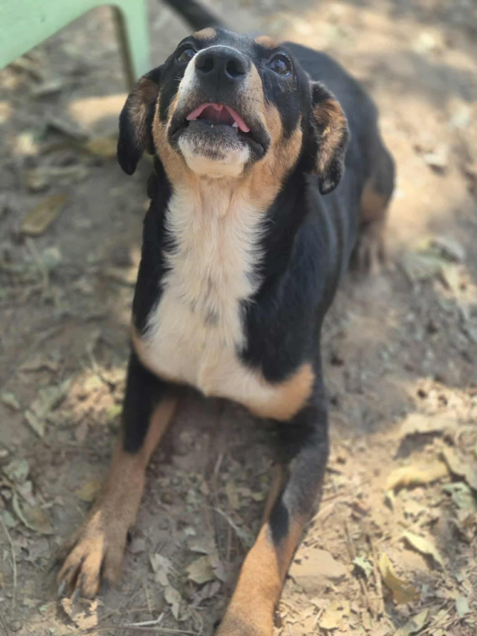 Riley, a Adoptable mixed breed in Dover, AR image 2/6