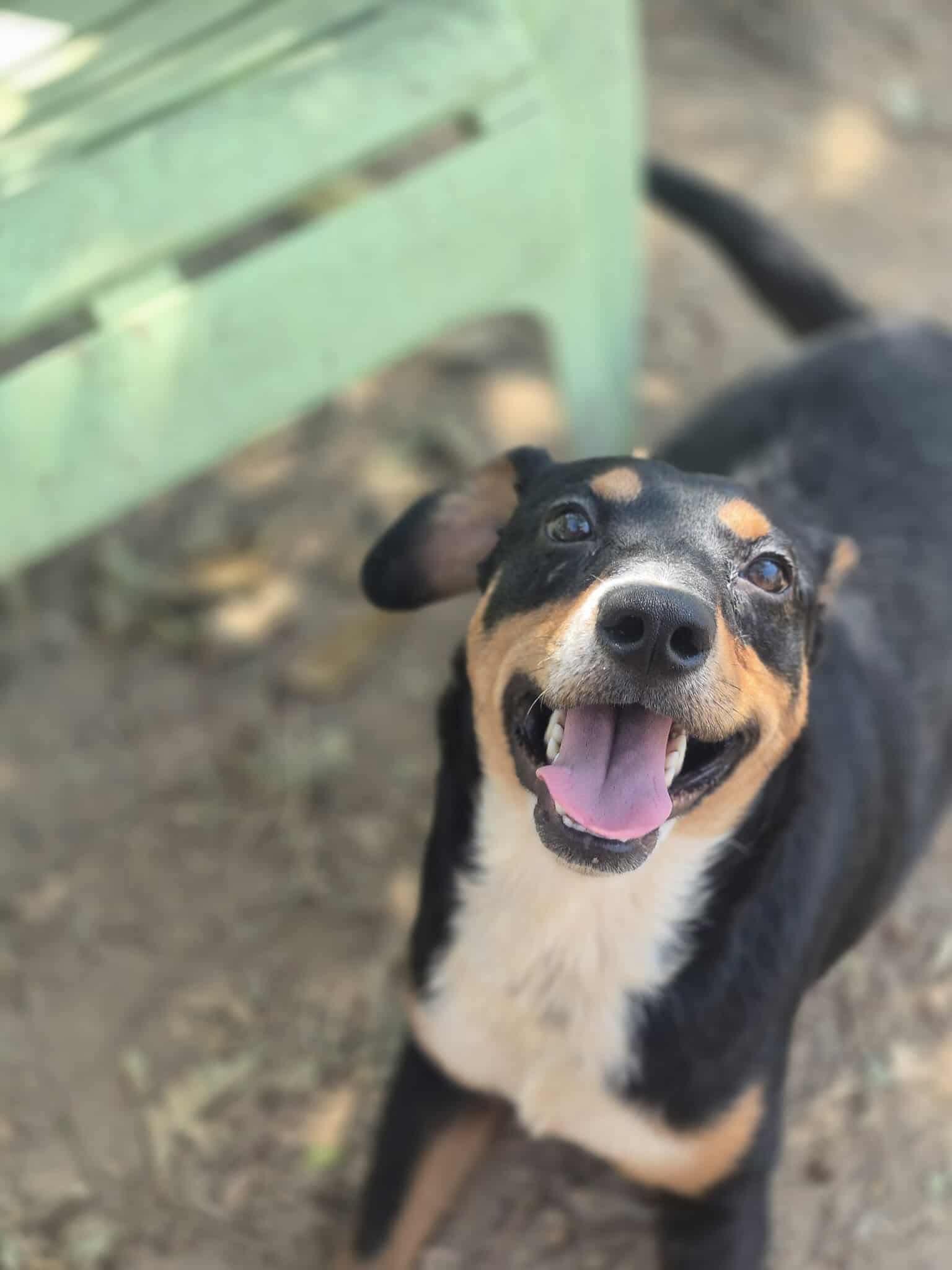 Enlarge Riley, a Adoptable mixed breed in Dover, AR image 2/6