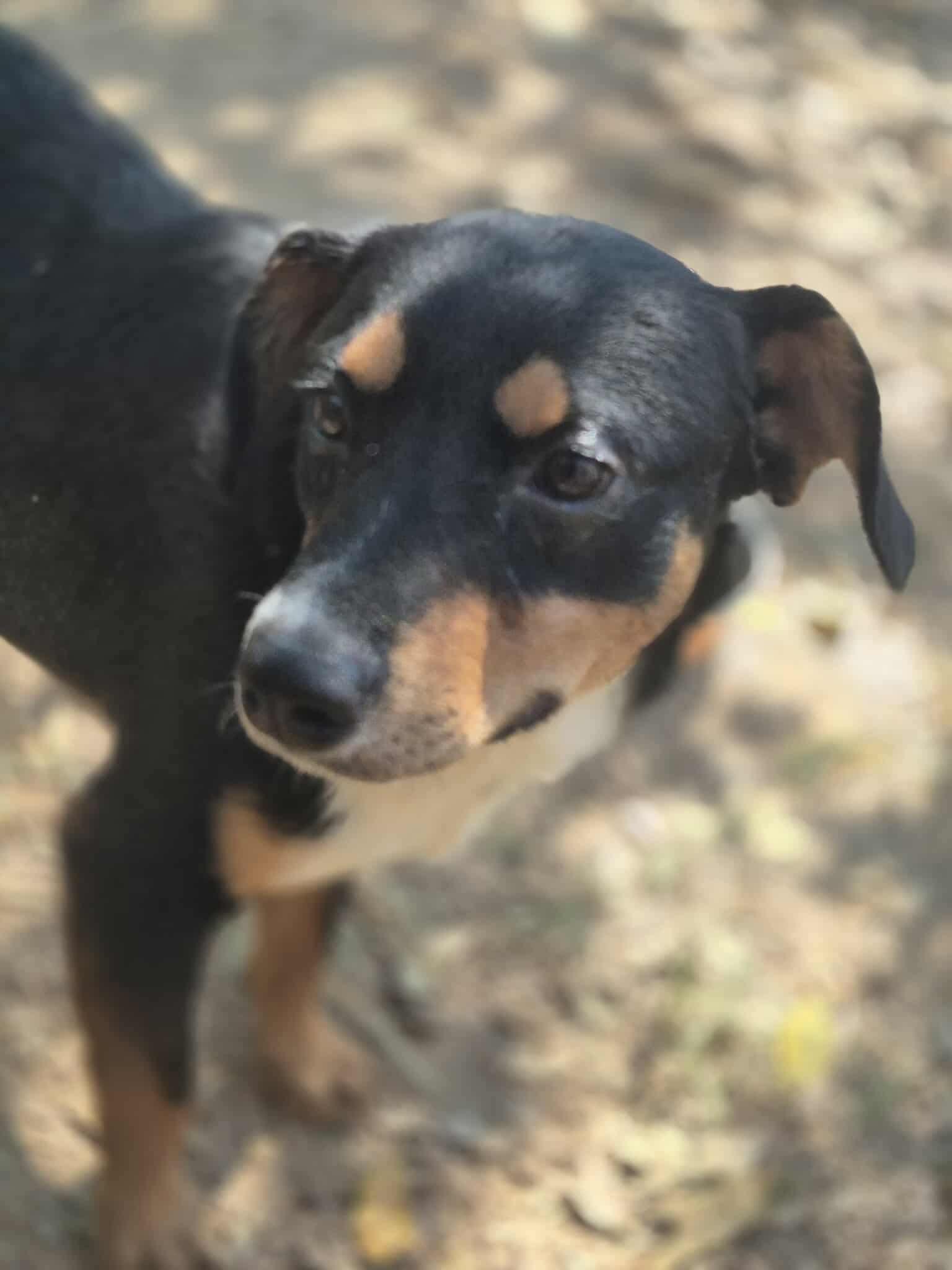 Riley, a Adoptable mixed breed in Dover, AR image 5/6